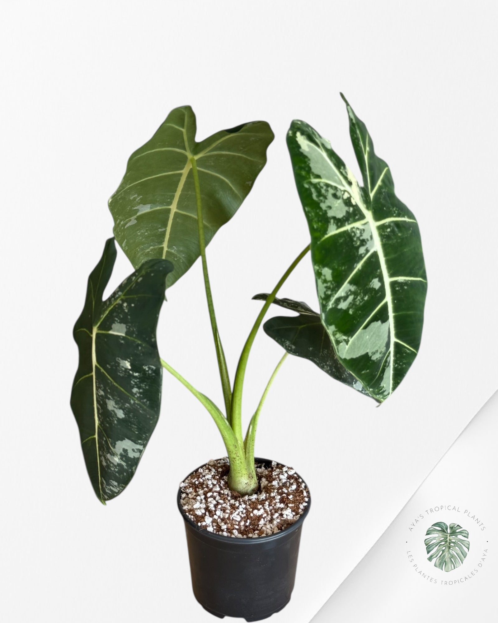 Alocasia Frydek Panaché - V6