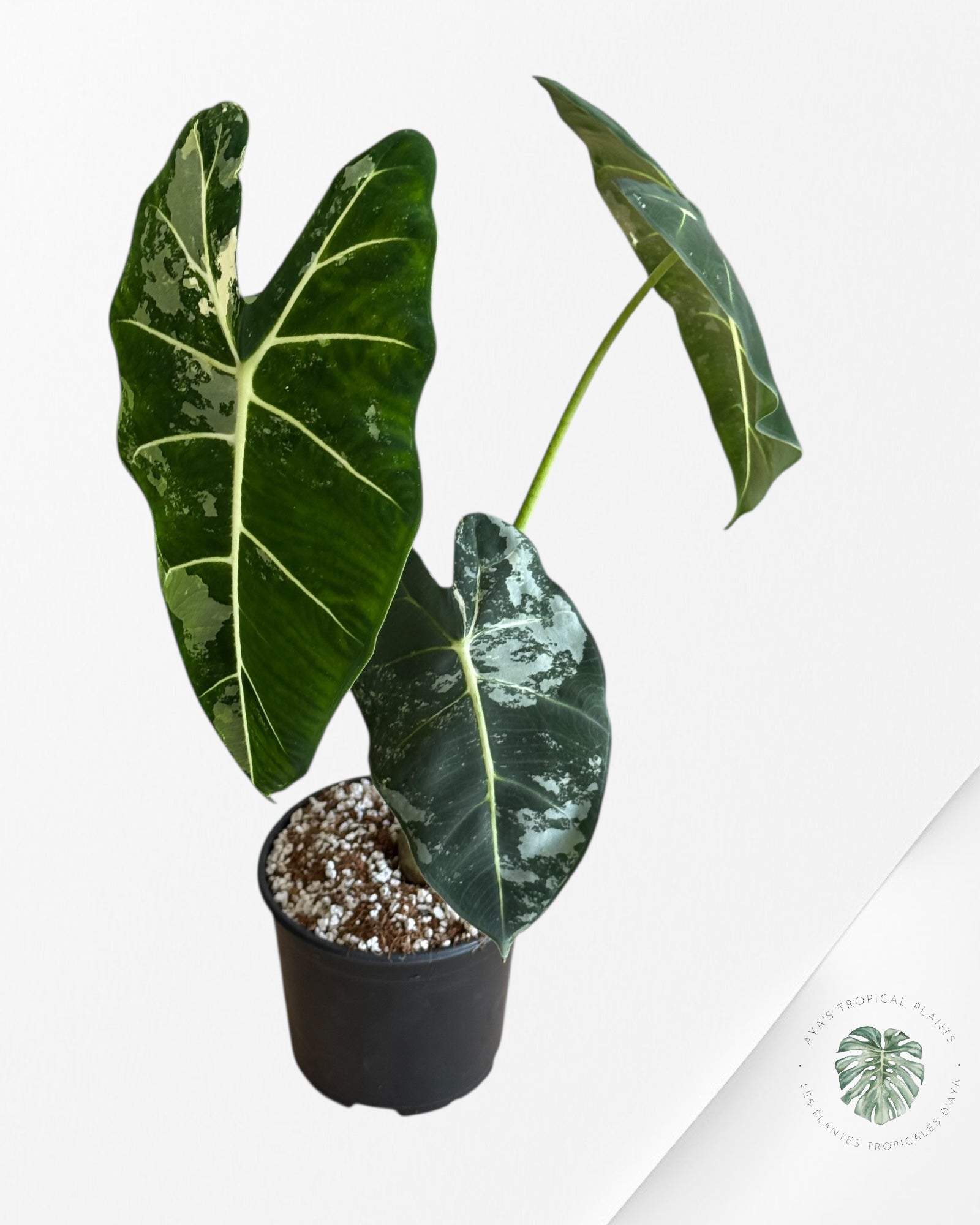 Alocasia Frydek Panaché - V6