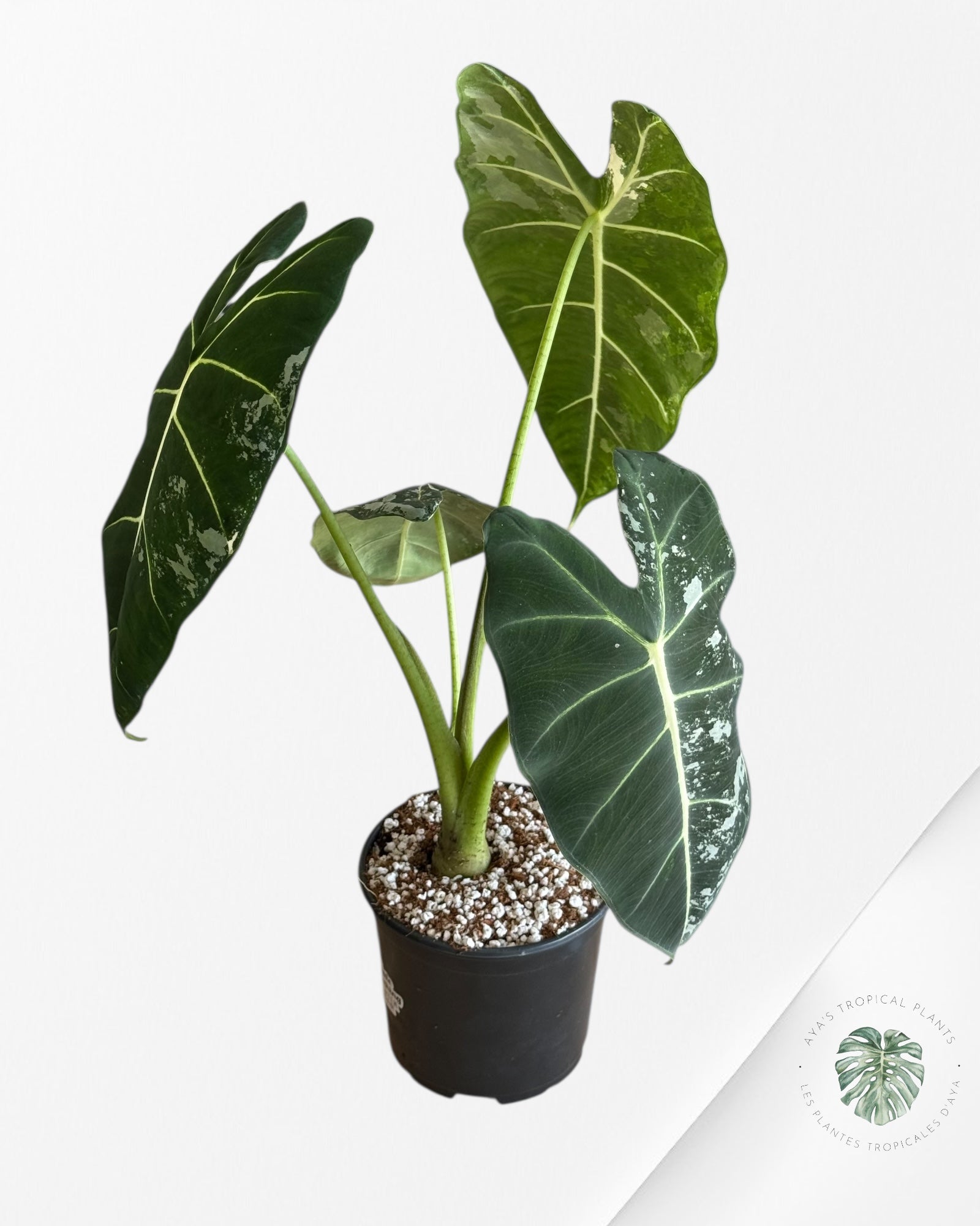 Alocasia Frydek Panaché - V6