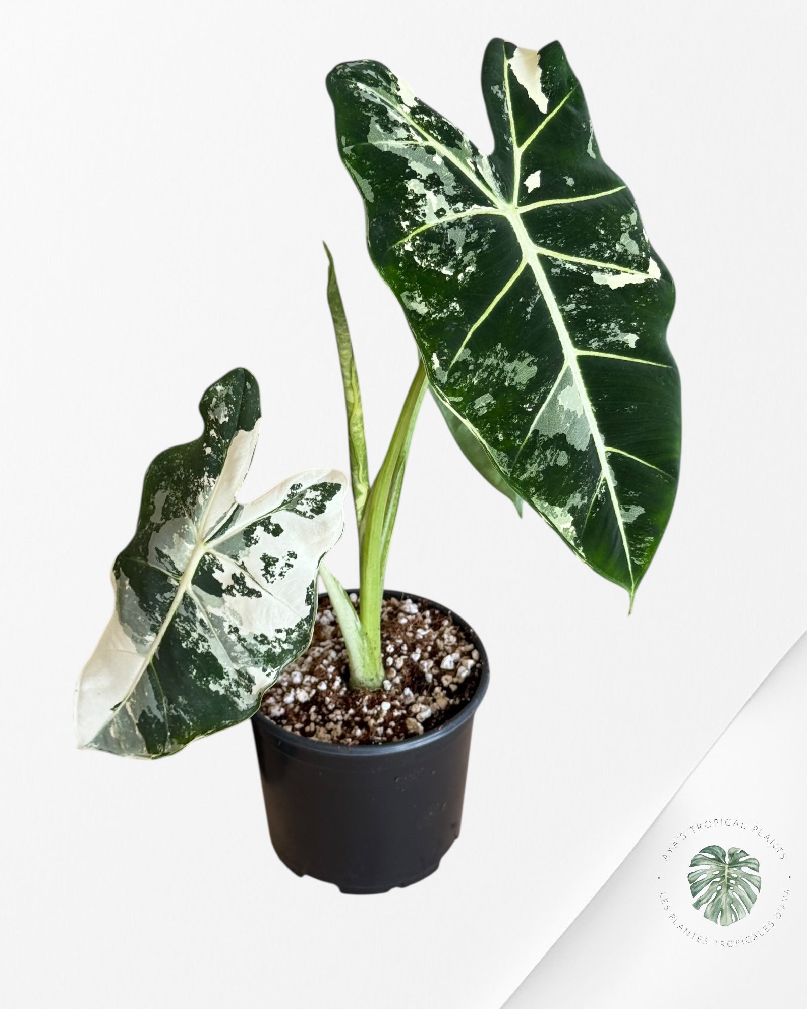 Alocasia Frydek Panaché - V7
