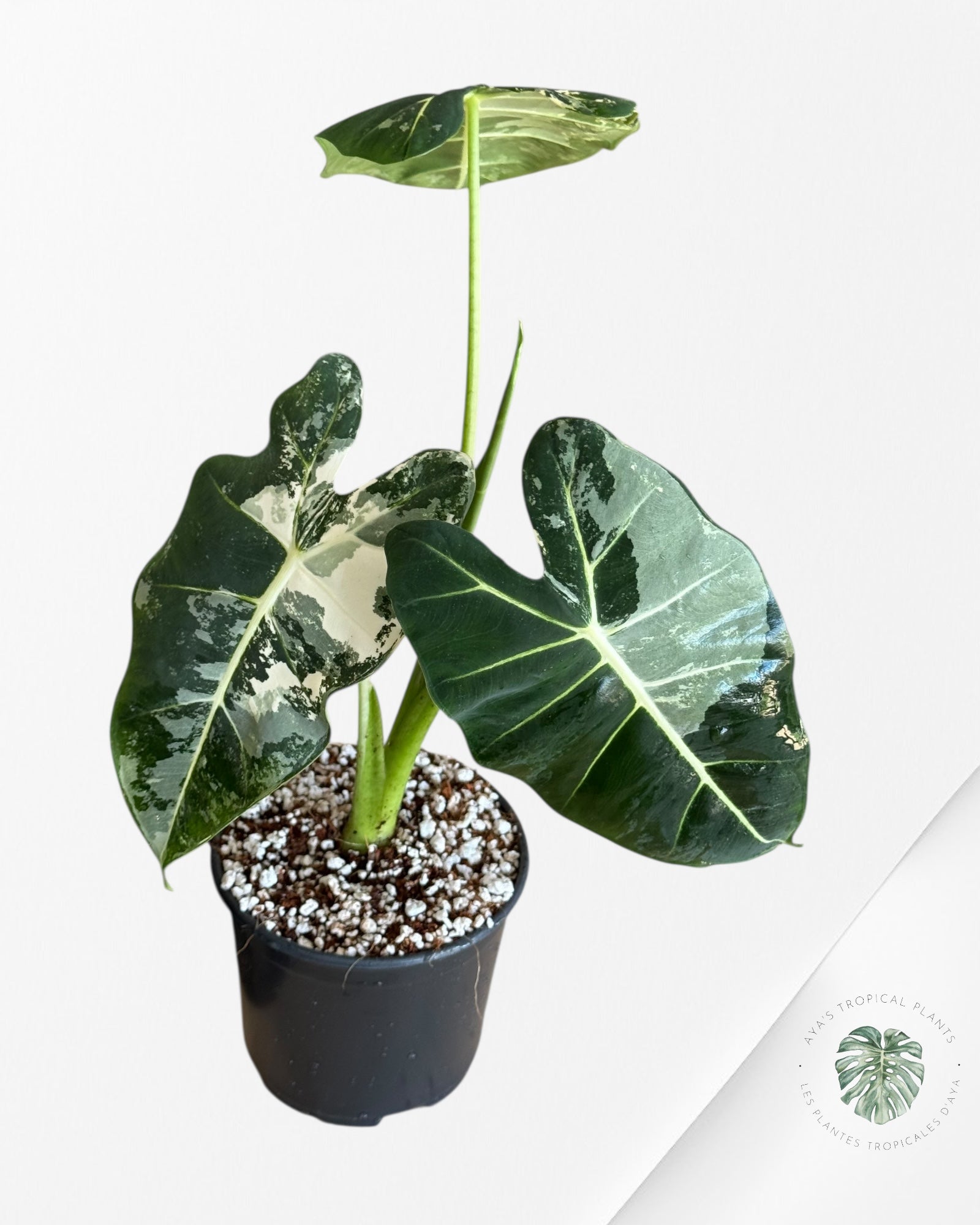 Alocasia Frydek Panaché - V8