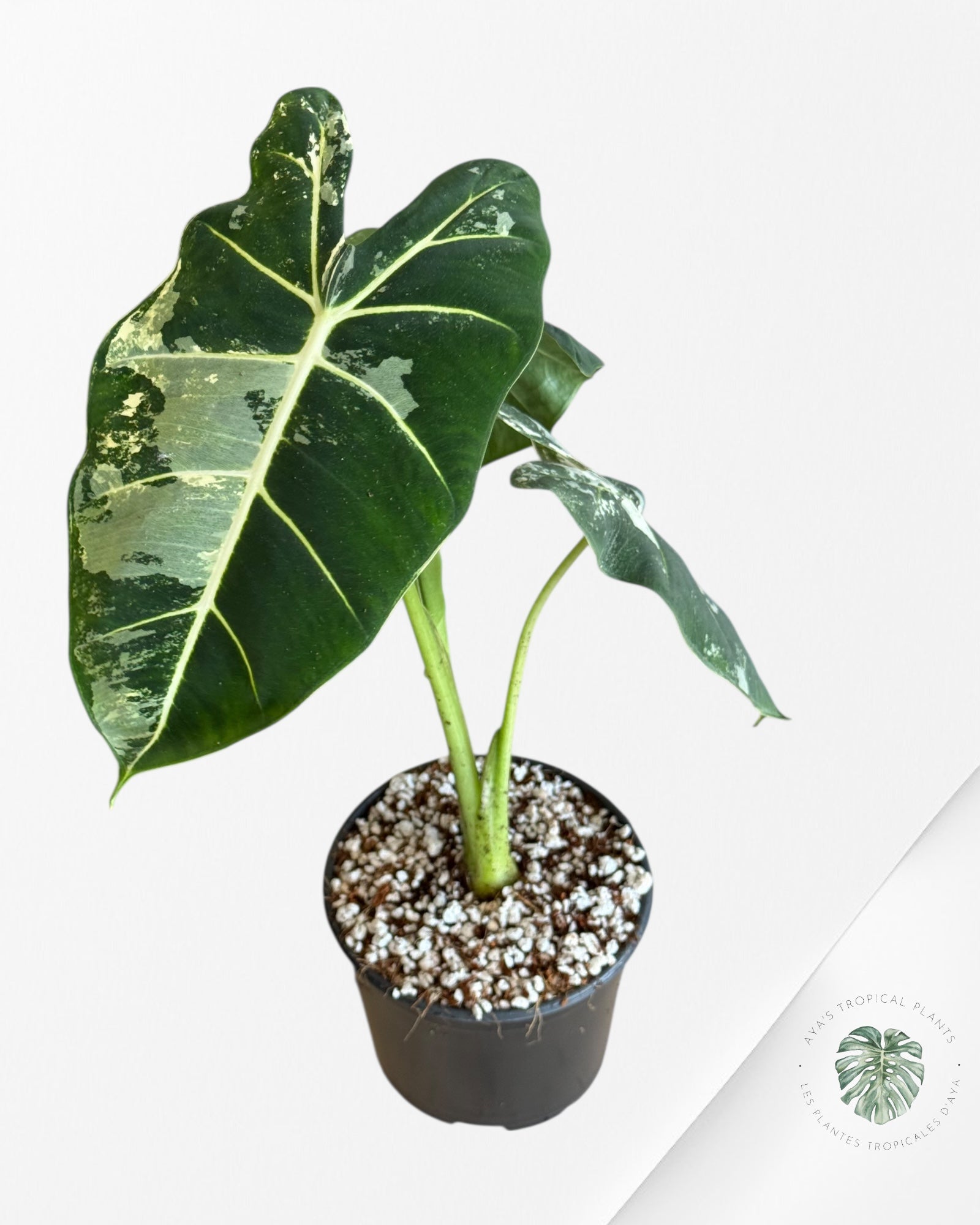 Alocasia Frydek Panaché - V8
