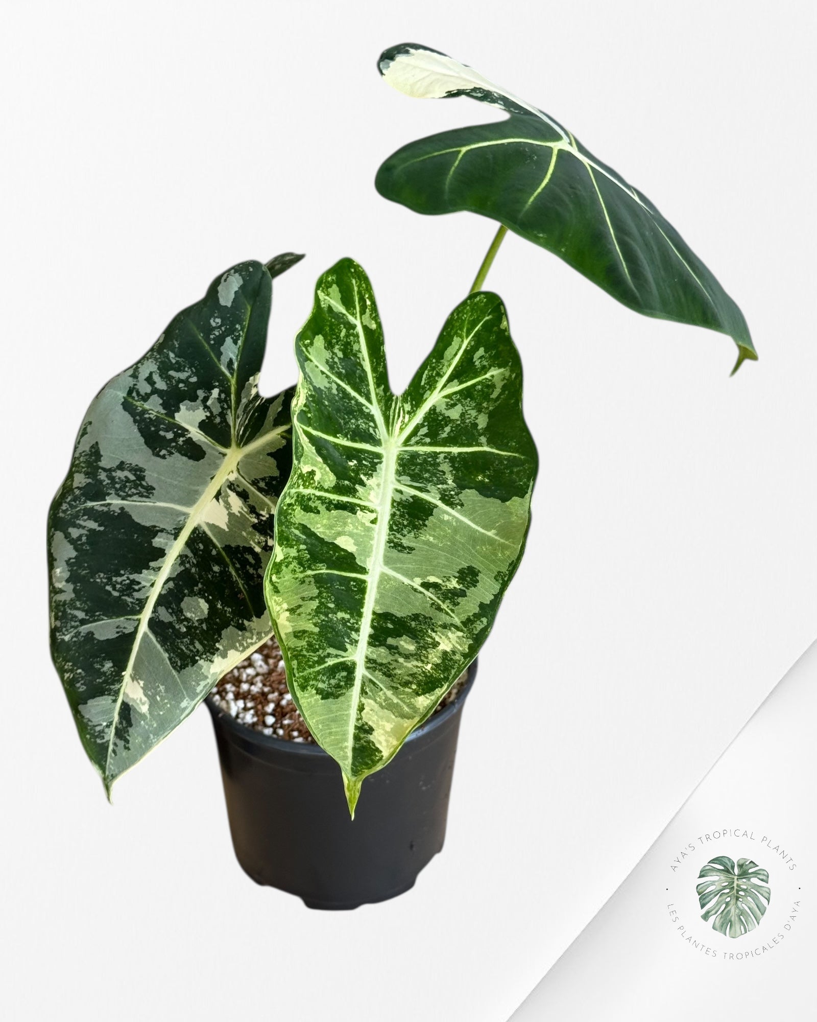 Alocasia Frydek Panaché - V9