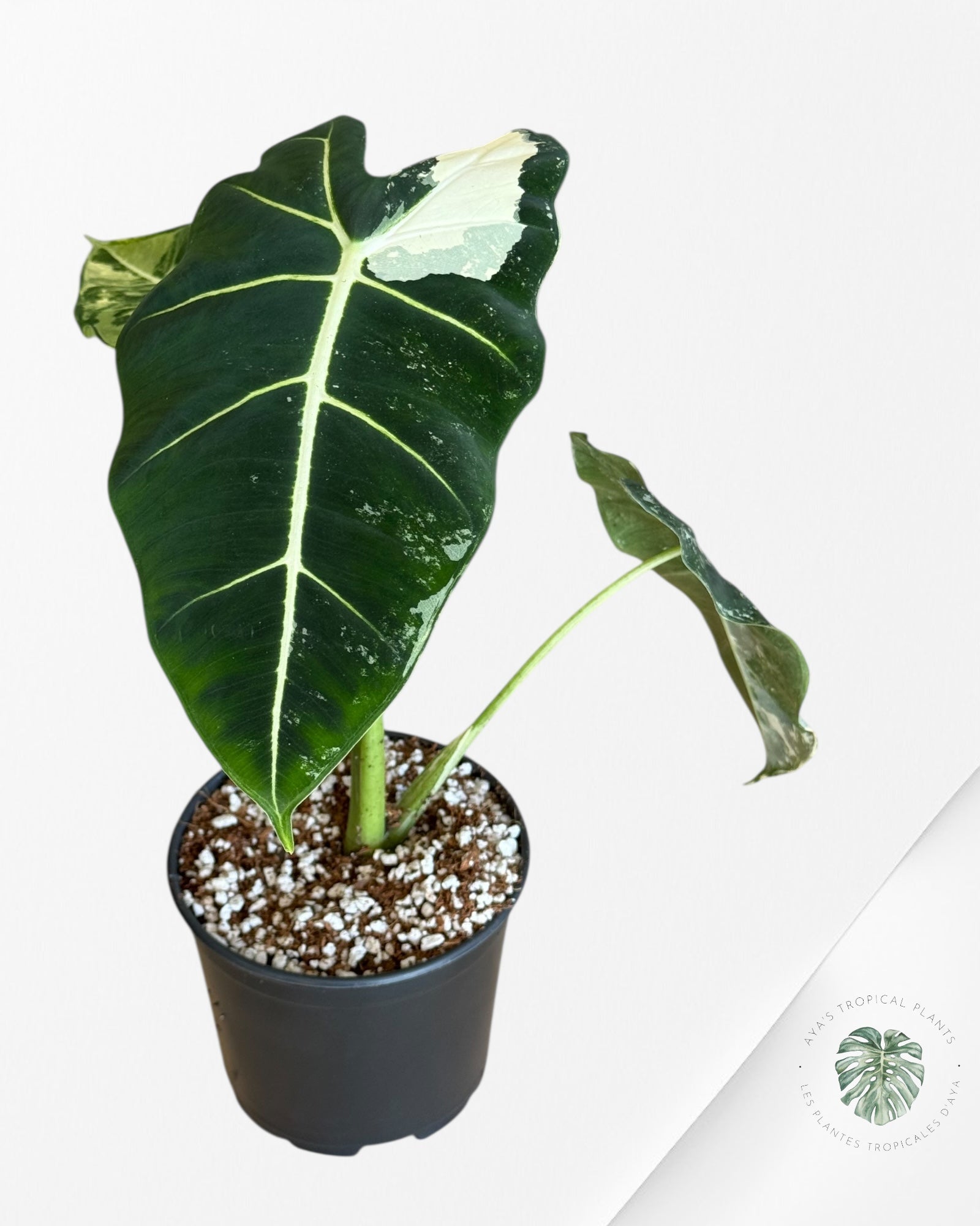 Alocasia Frydek Panaché - V9