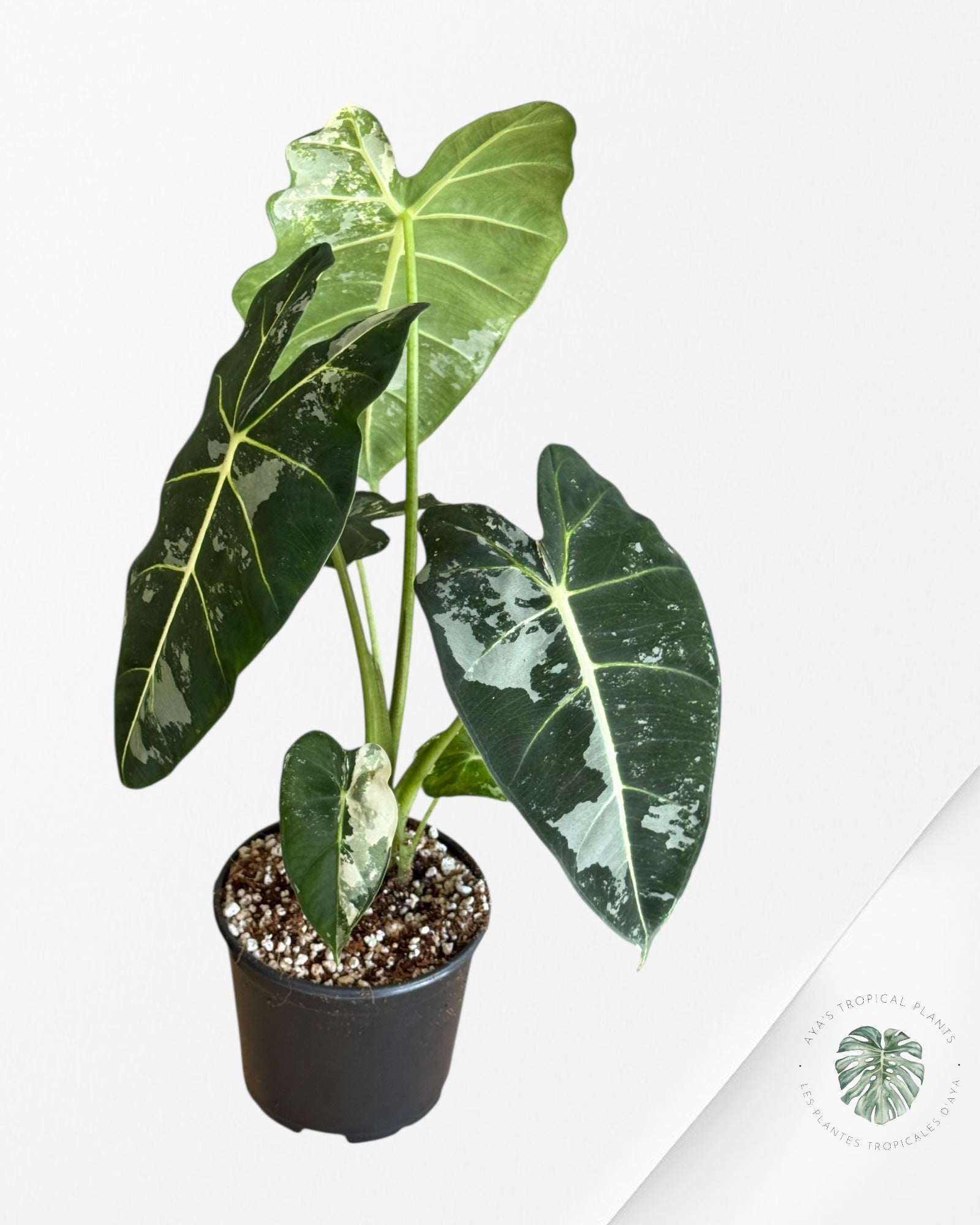 Alocasia Frydek Panaché - V10