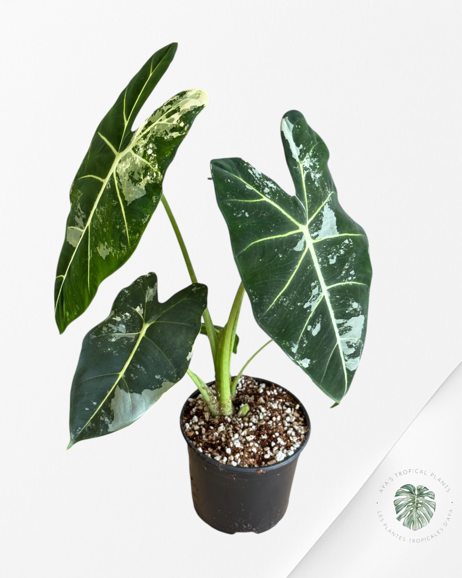 Alocasia Frydek Panaché - V10
