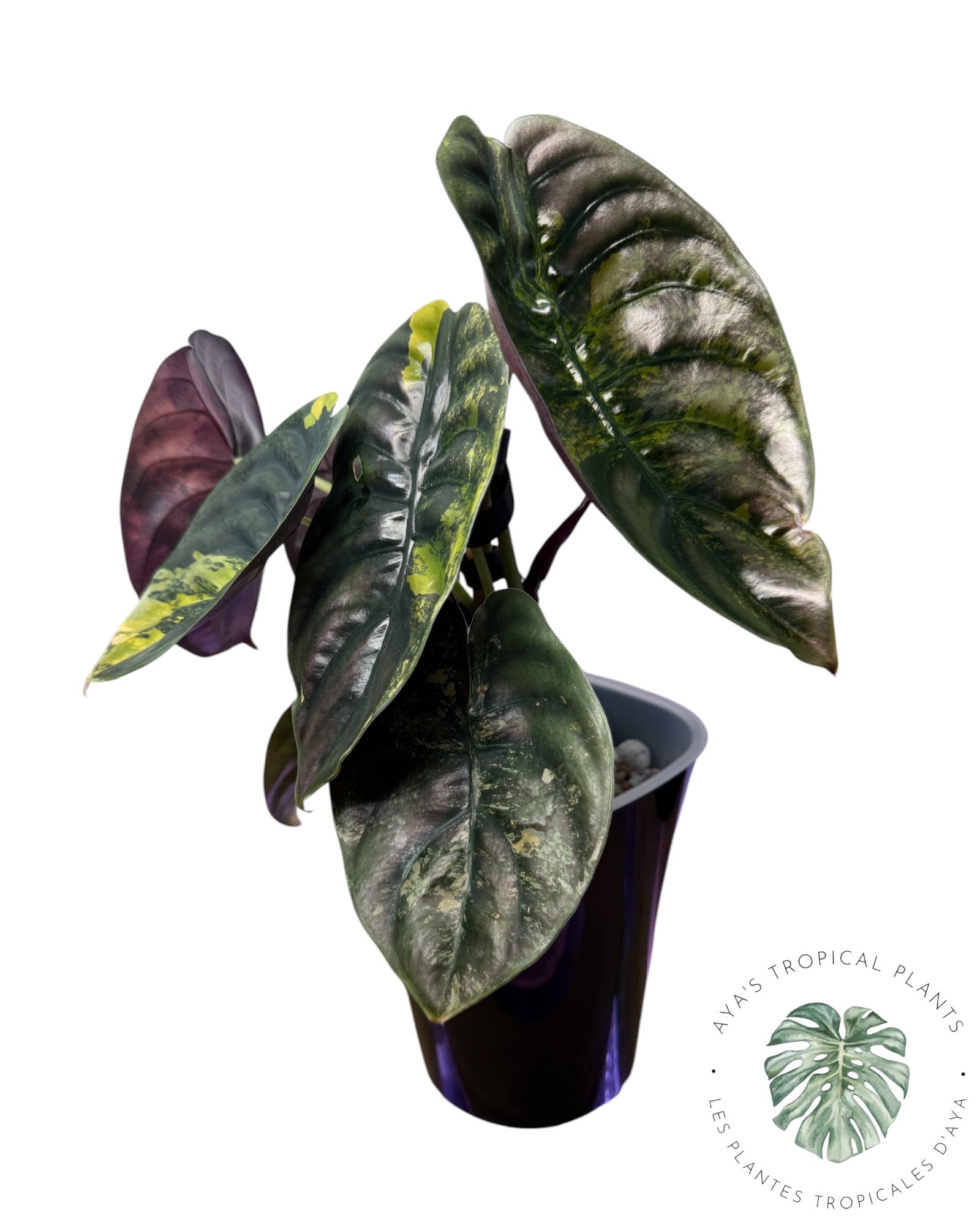 Alocasia Cuprea Golden Latte