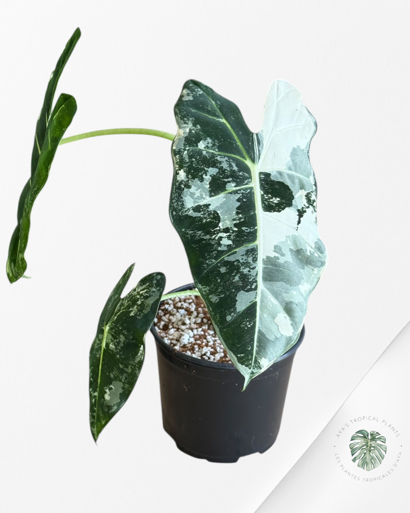 Alocasia Frydek Panaché - V11