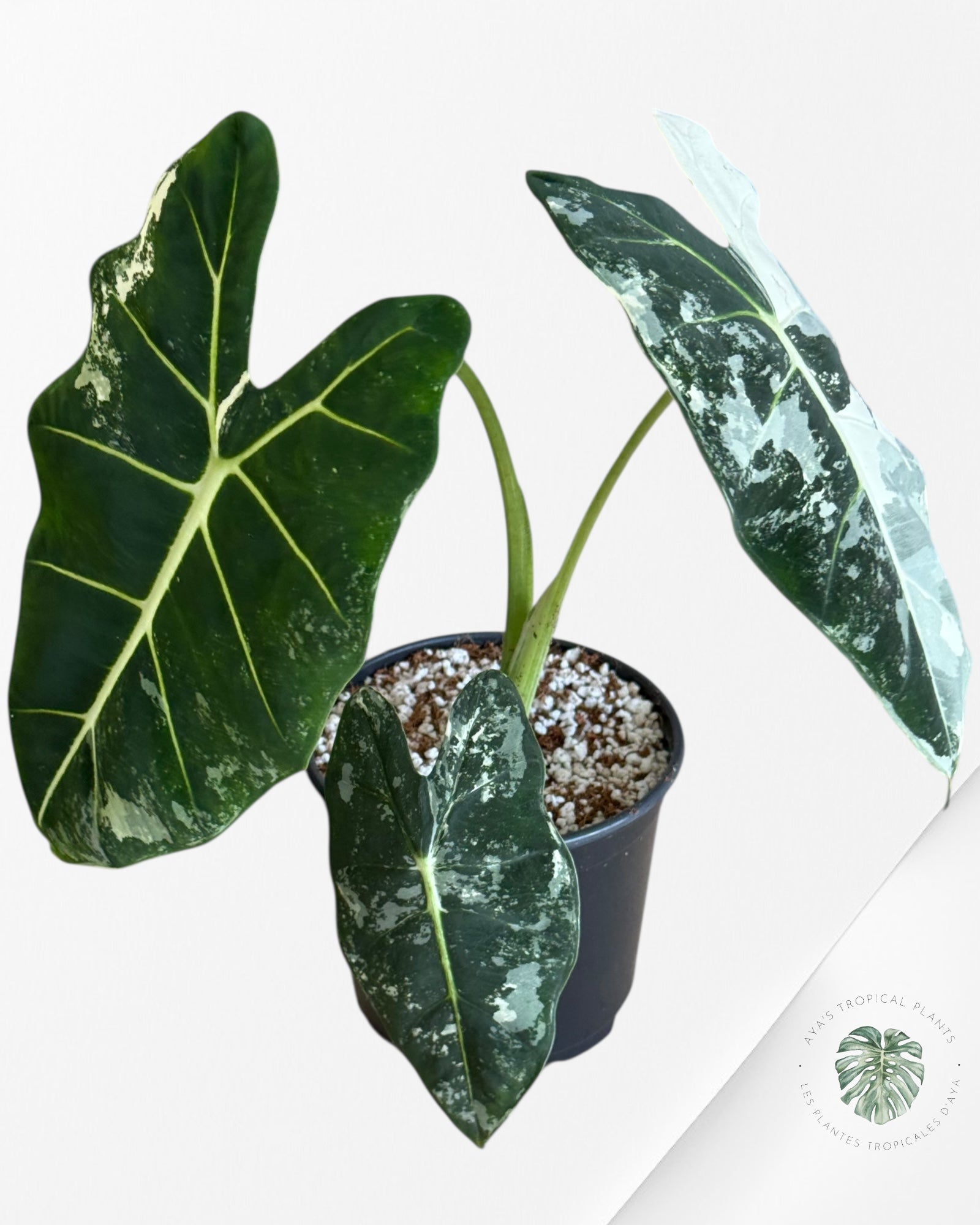 Alocasia Frydek Panaché - V11