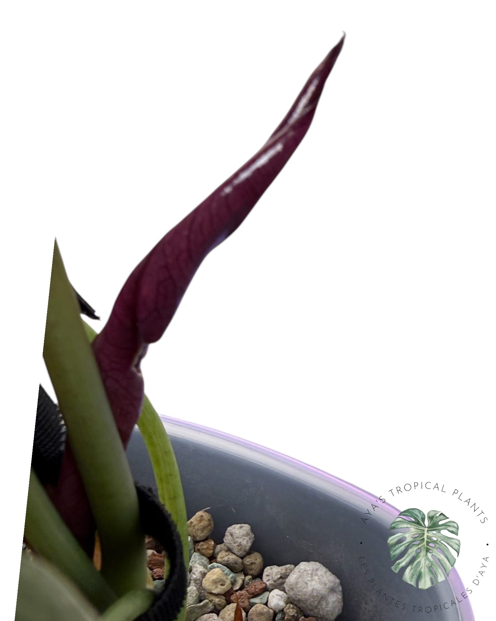 Alocasia Cuprea Golden Latte