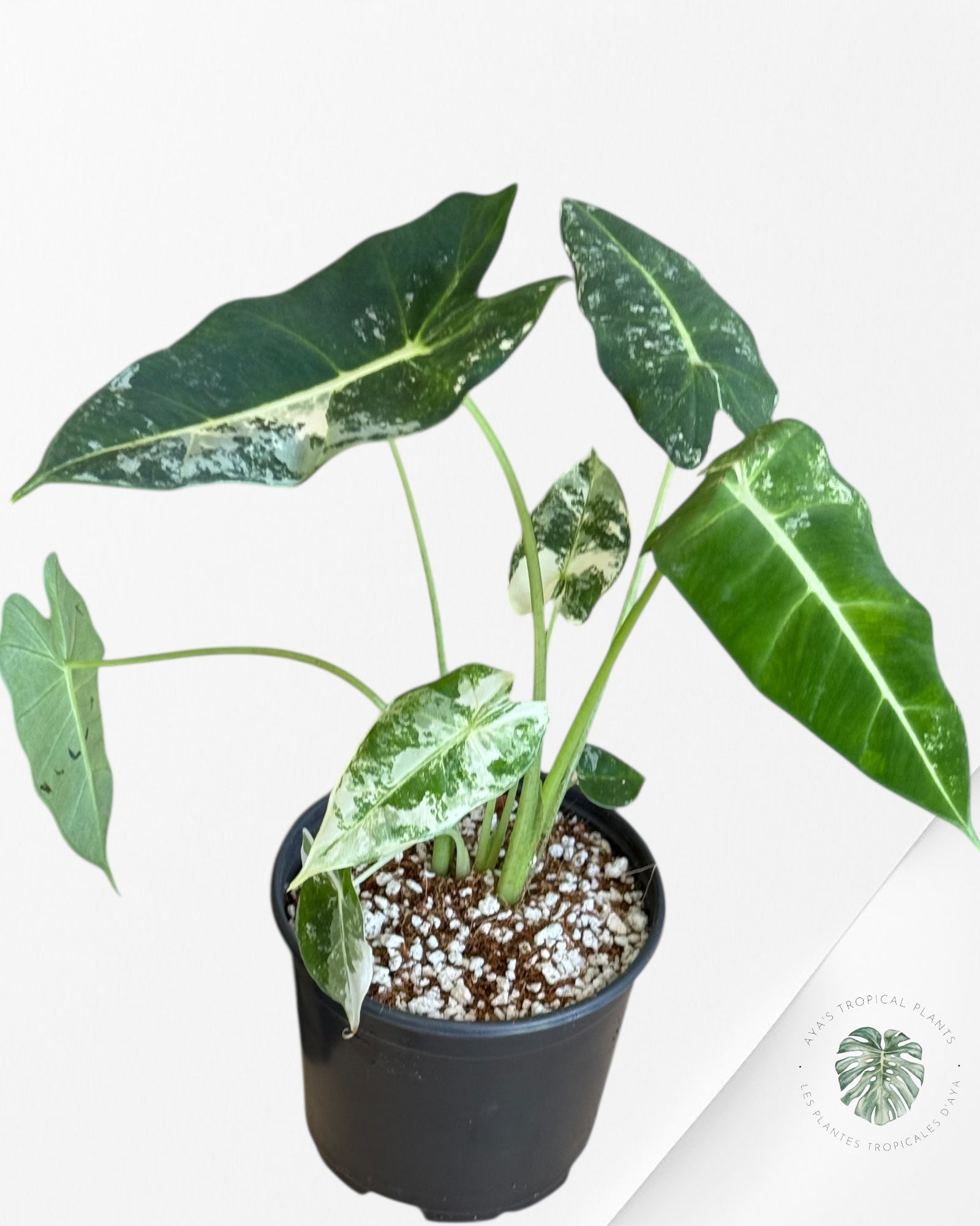 Alocasia Frydek Panaché - V13