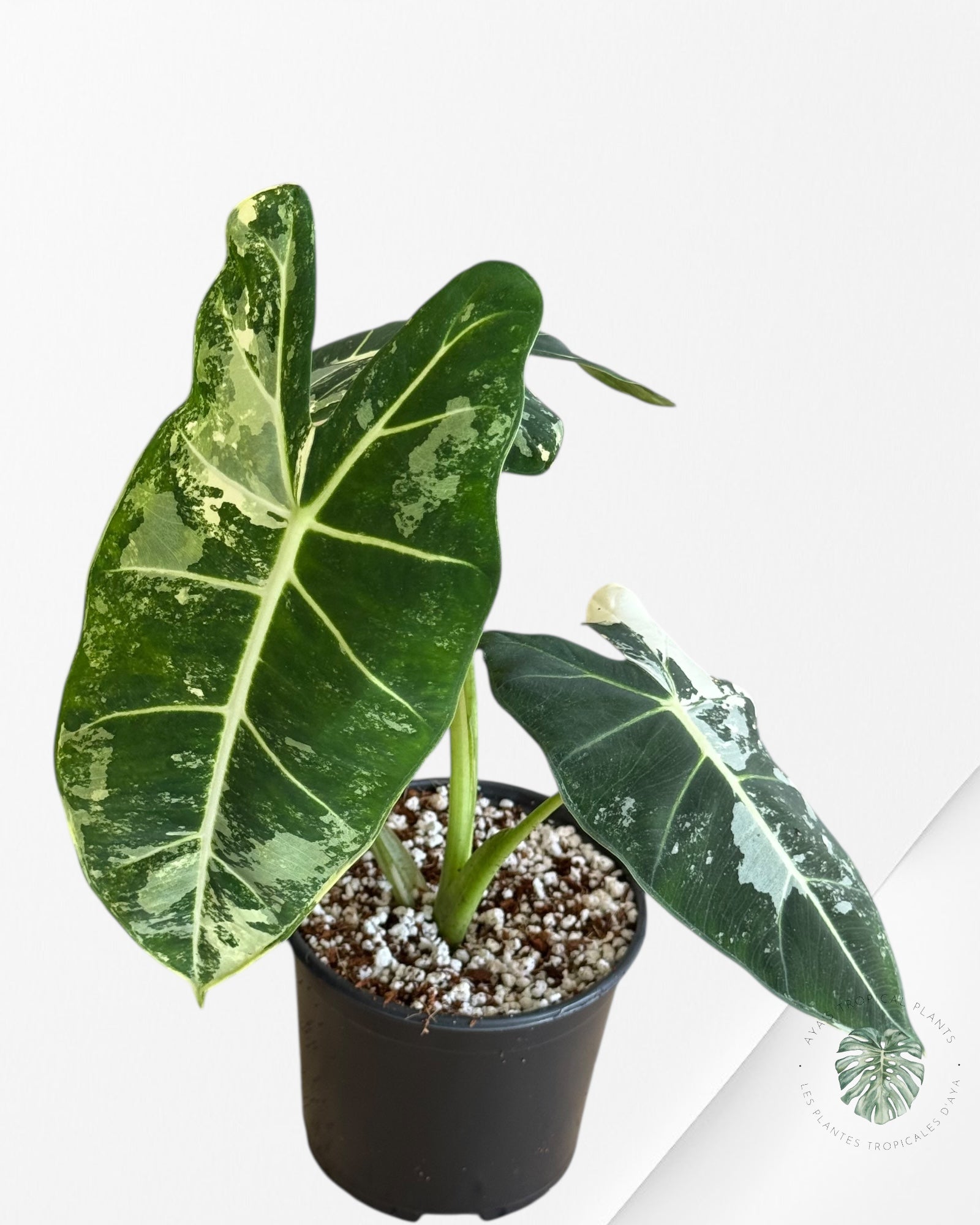 Alocasia Frydek Panaché - V12