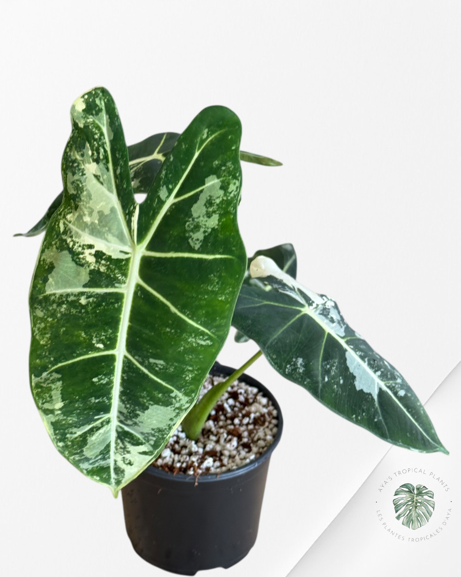 Alocasia Frydek Panaché - V12