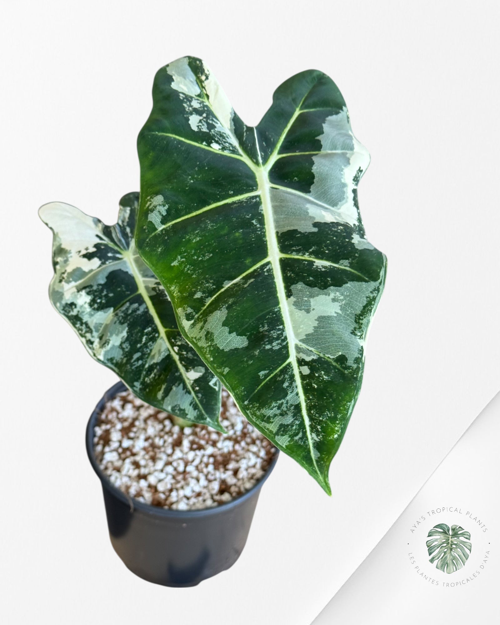 Alocasia Frydek Panaché - V14
