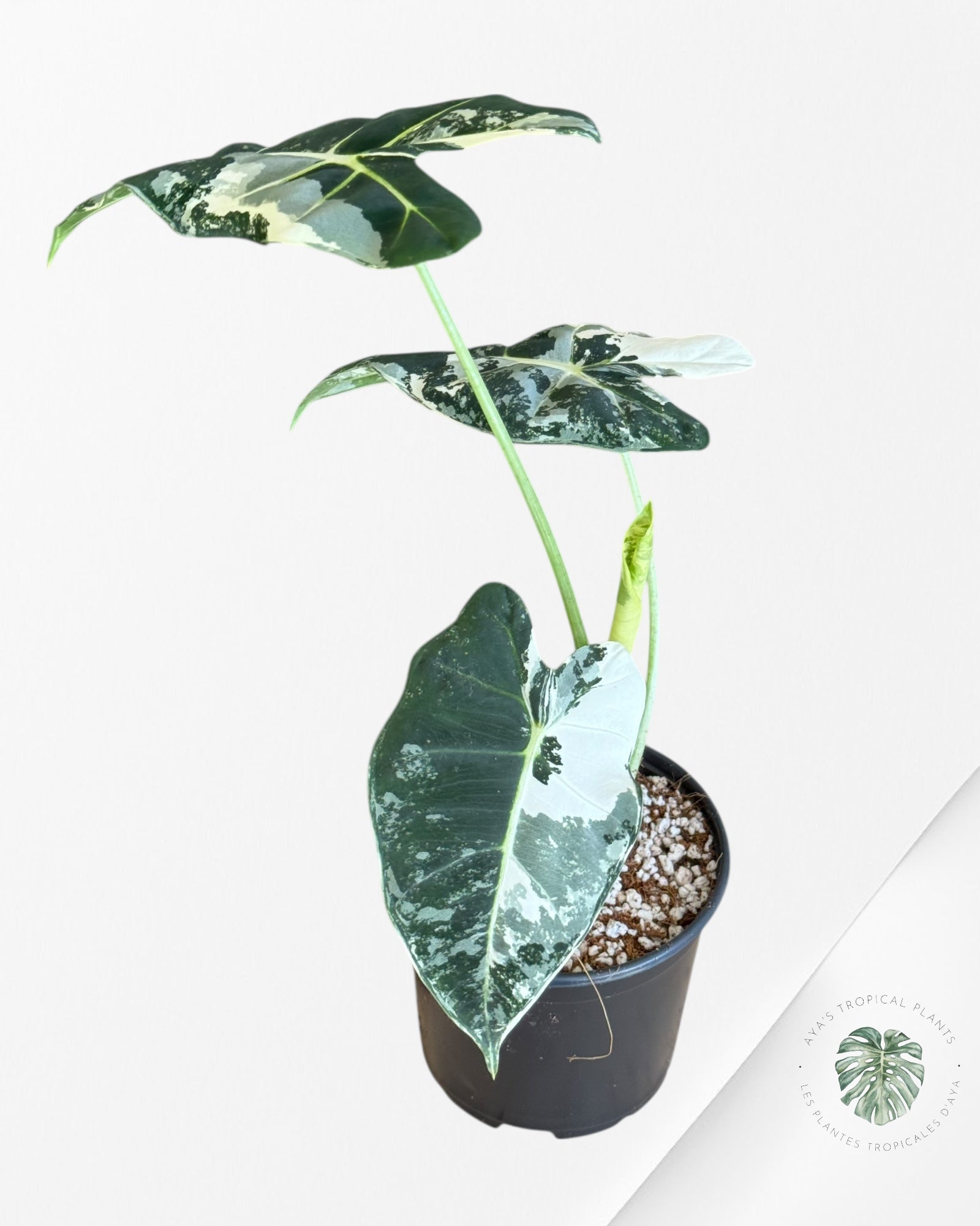 Alocasia Frydek Panaché - V14
