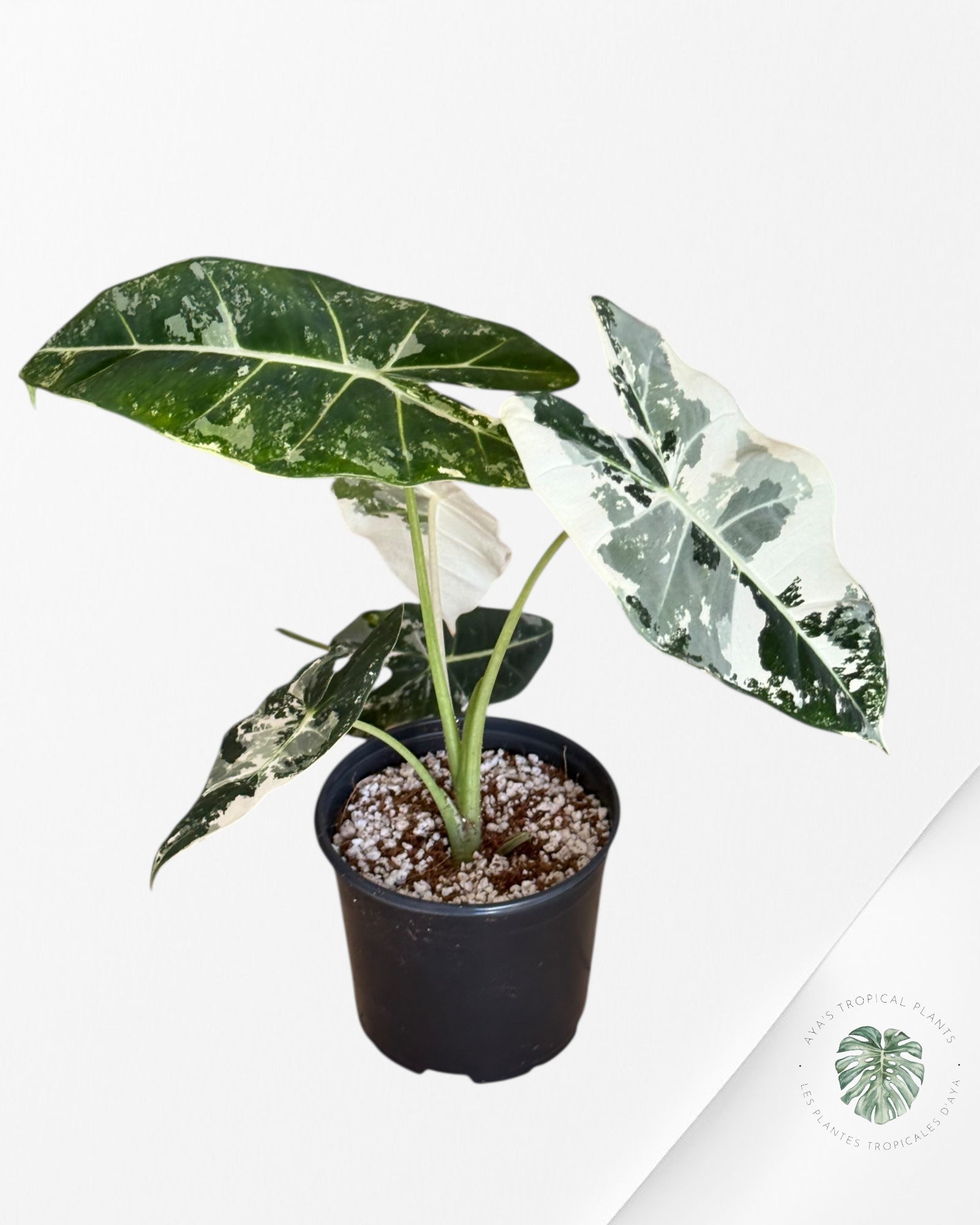 Alocasia Frydek Panaché - V15