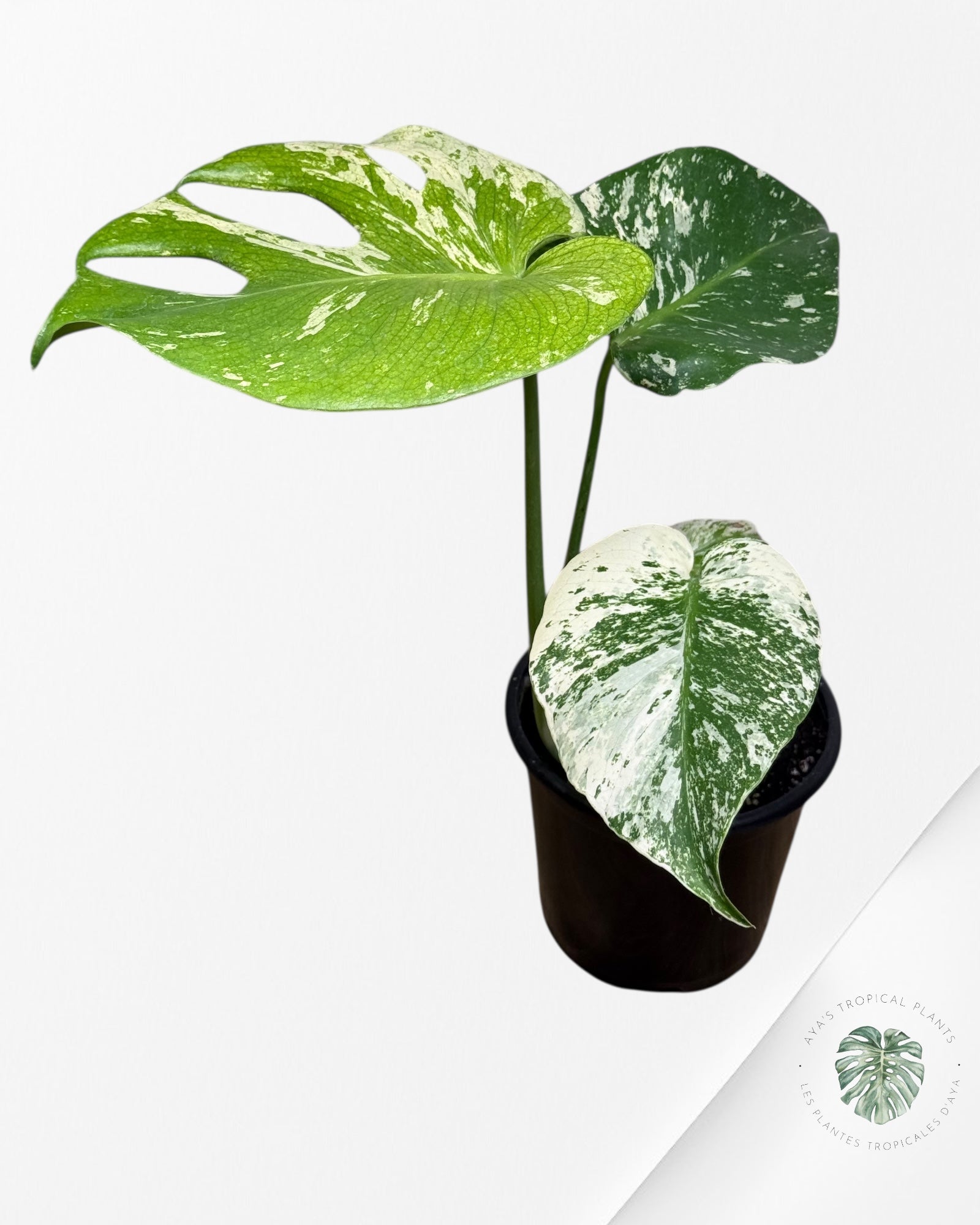 Monstera Menthe - SP11