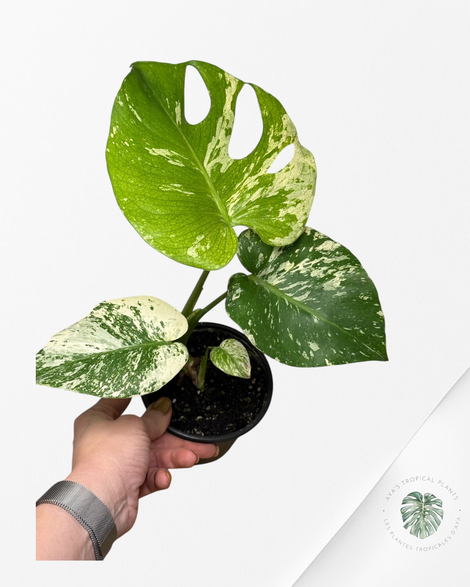 Monstera Menthe - SP11