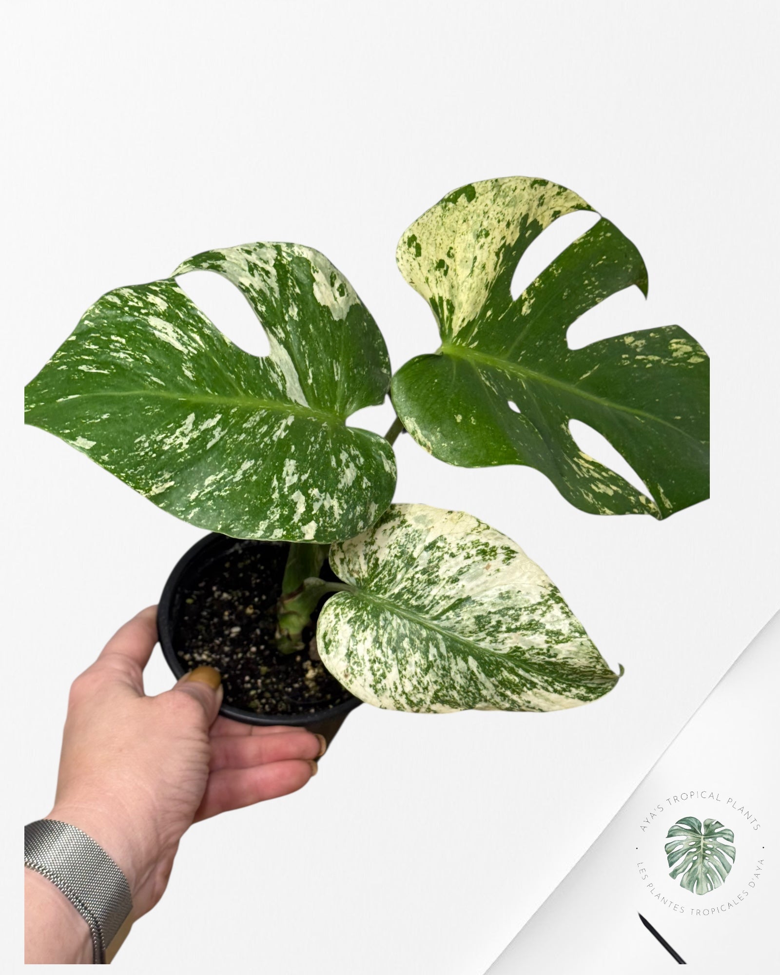Menthe Monstera - SP10