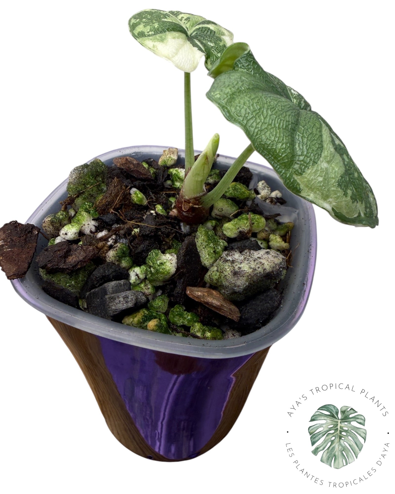 Alocasia Melo Albo Variegated