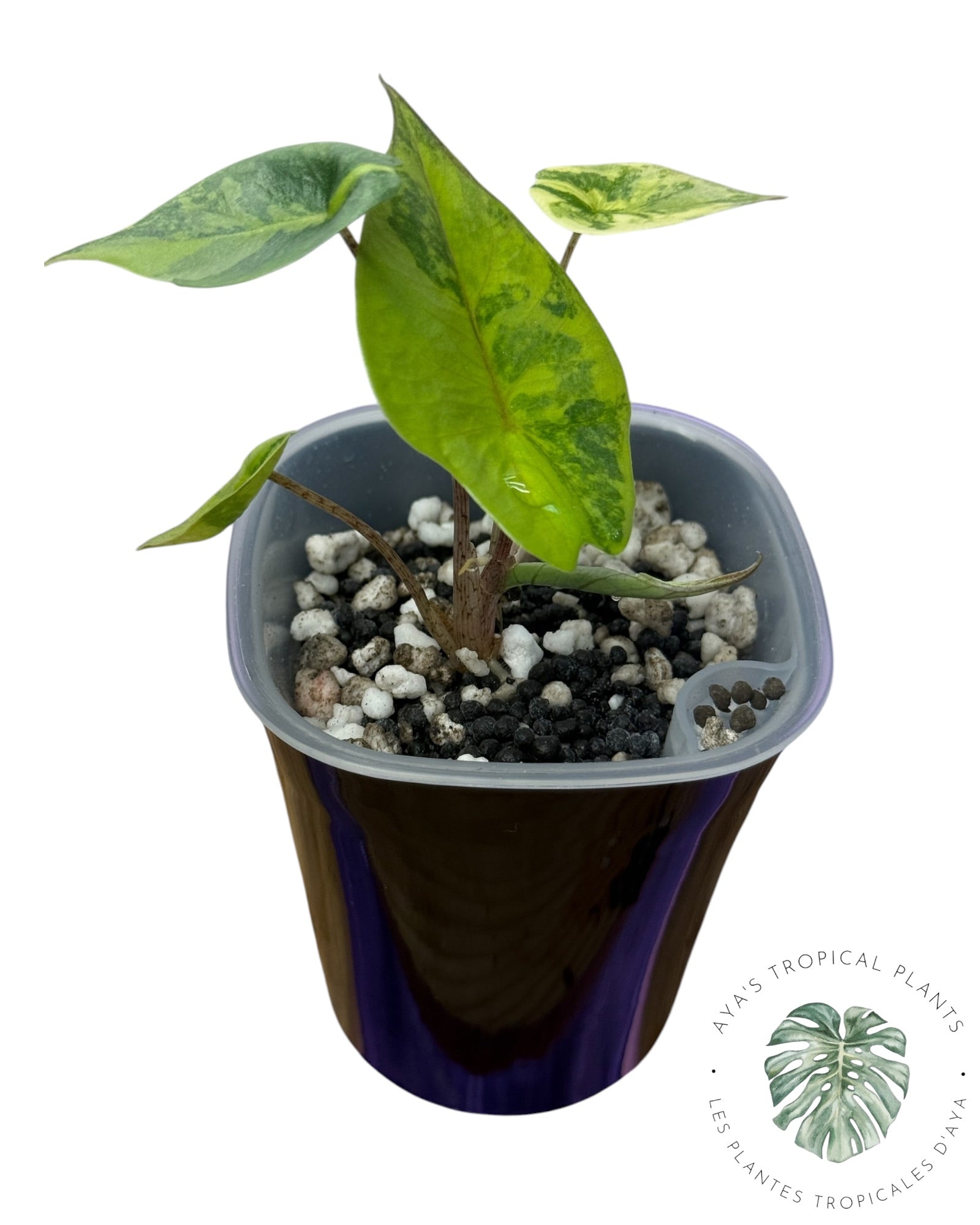 Alocasia Heterophylla Metallic  Aurea Variegated
