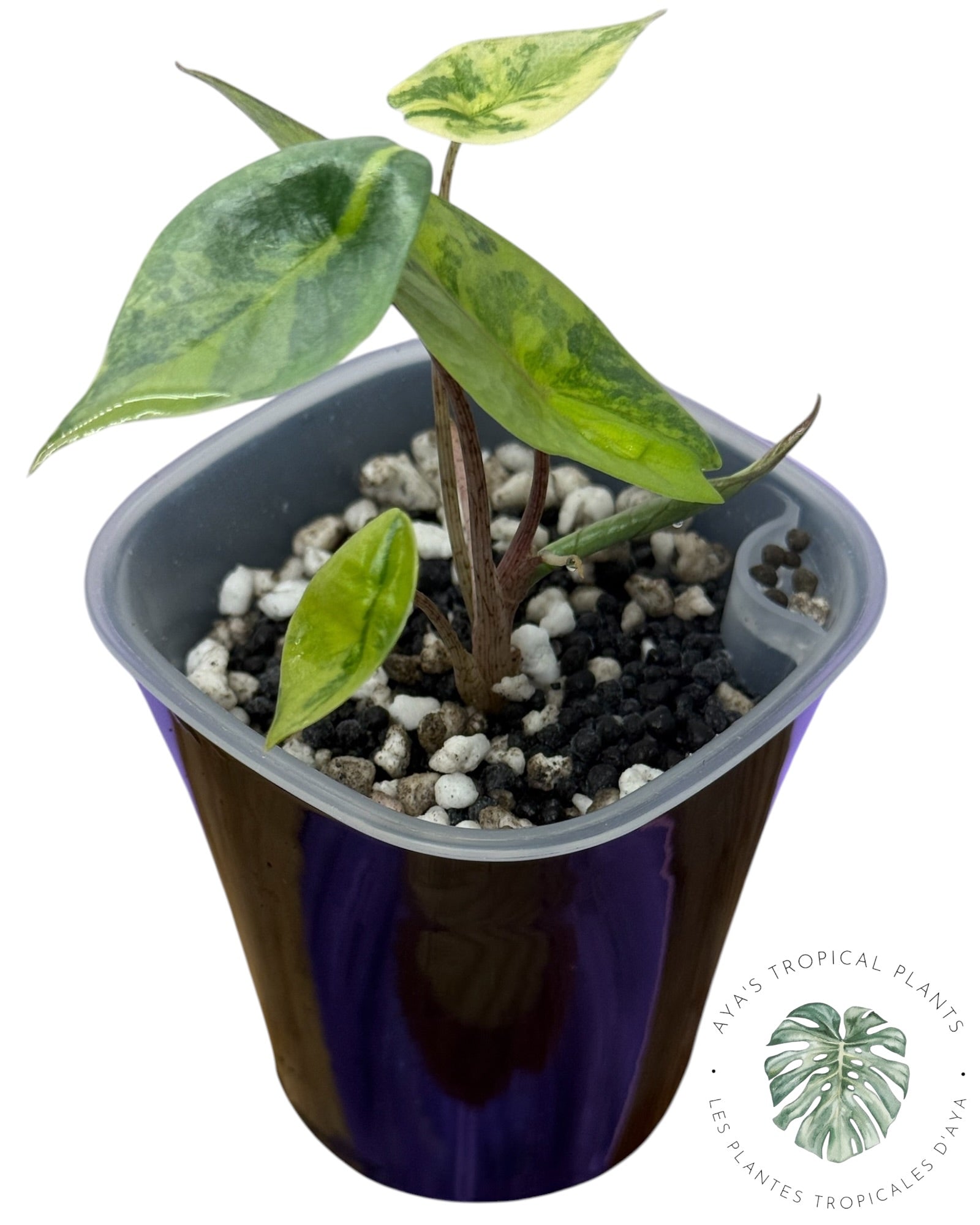 Alocasia Heterophylla Metallic  Aurea Variegated