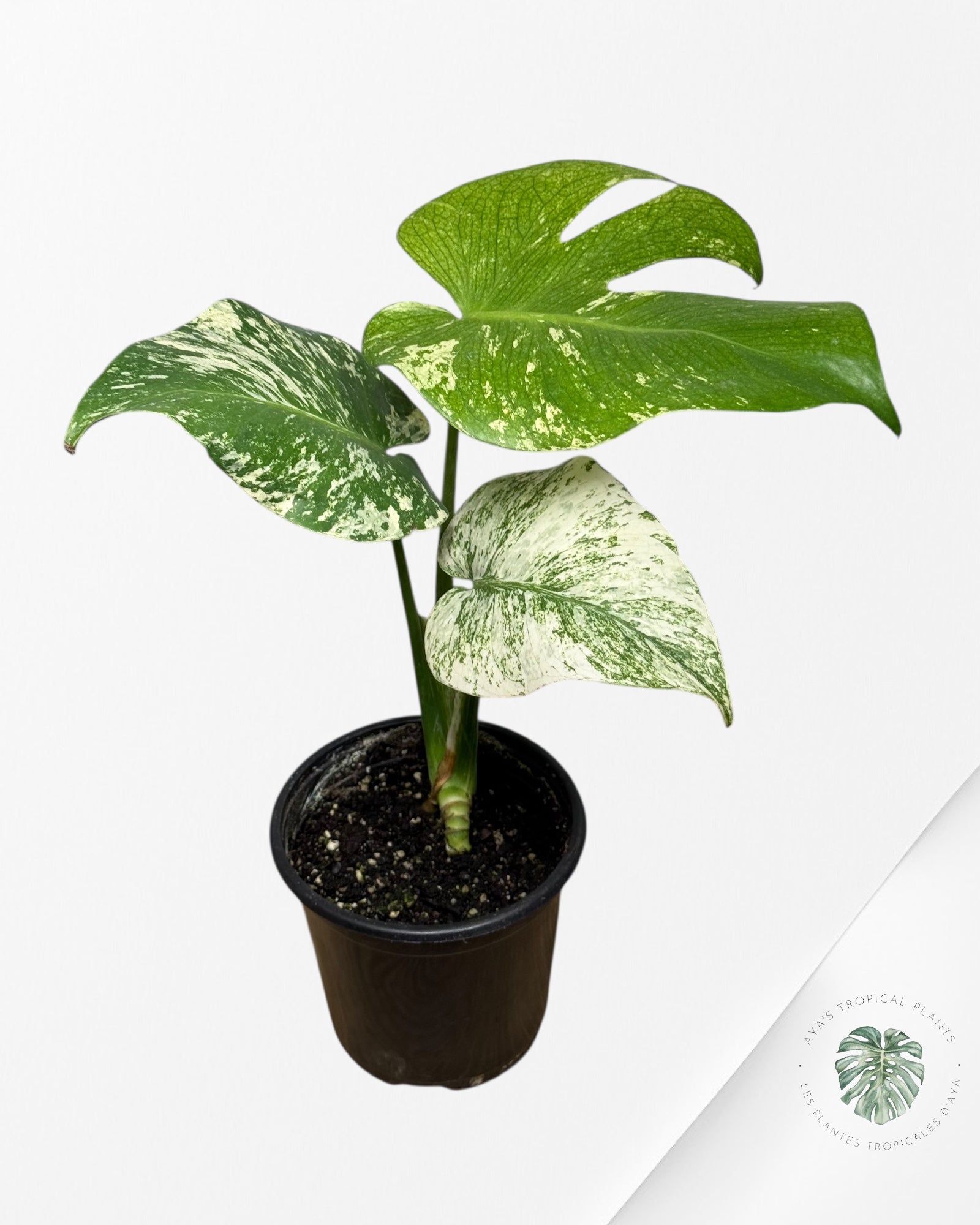 Monstera Menthe - SP13