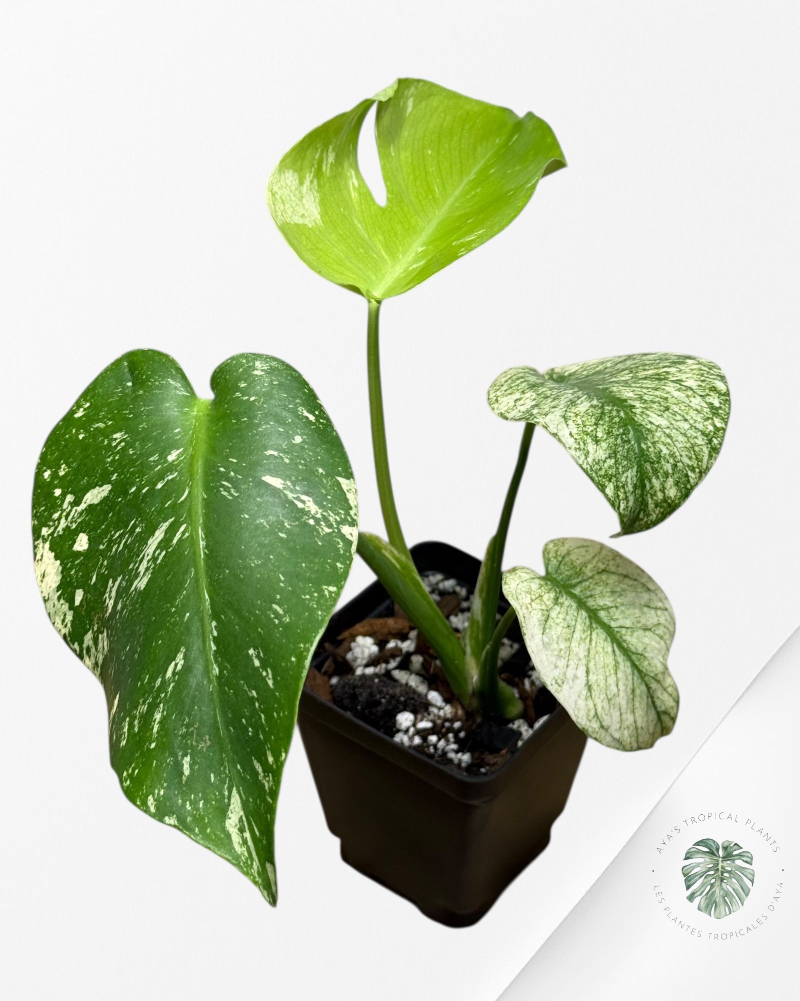Monstera Menthe - SP14