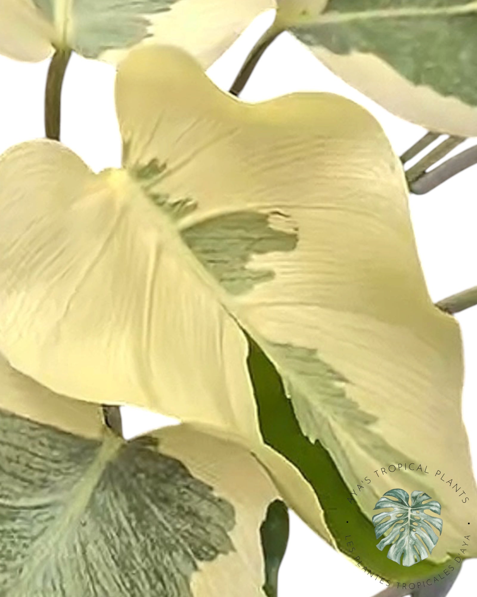 Monstera Casper Variegated