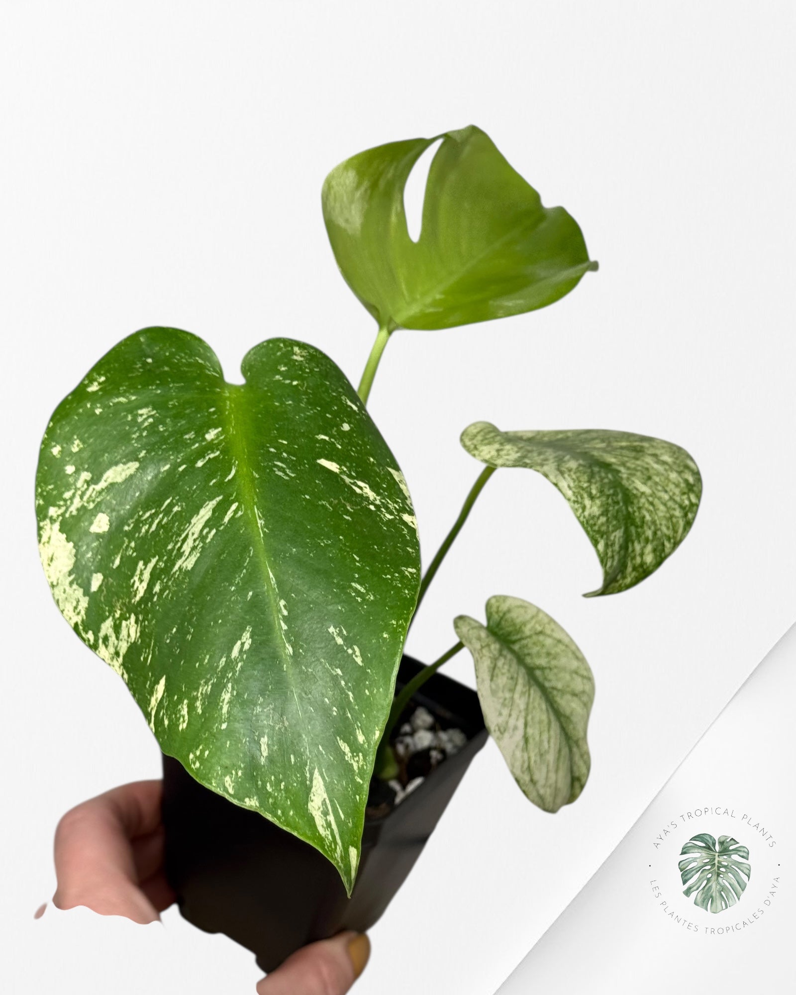 Monstera Menthe - SP14