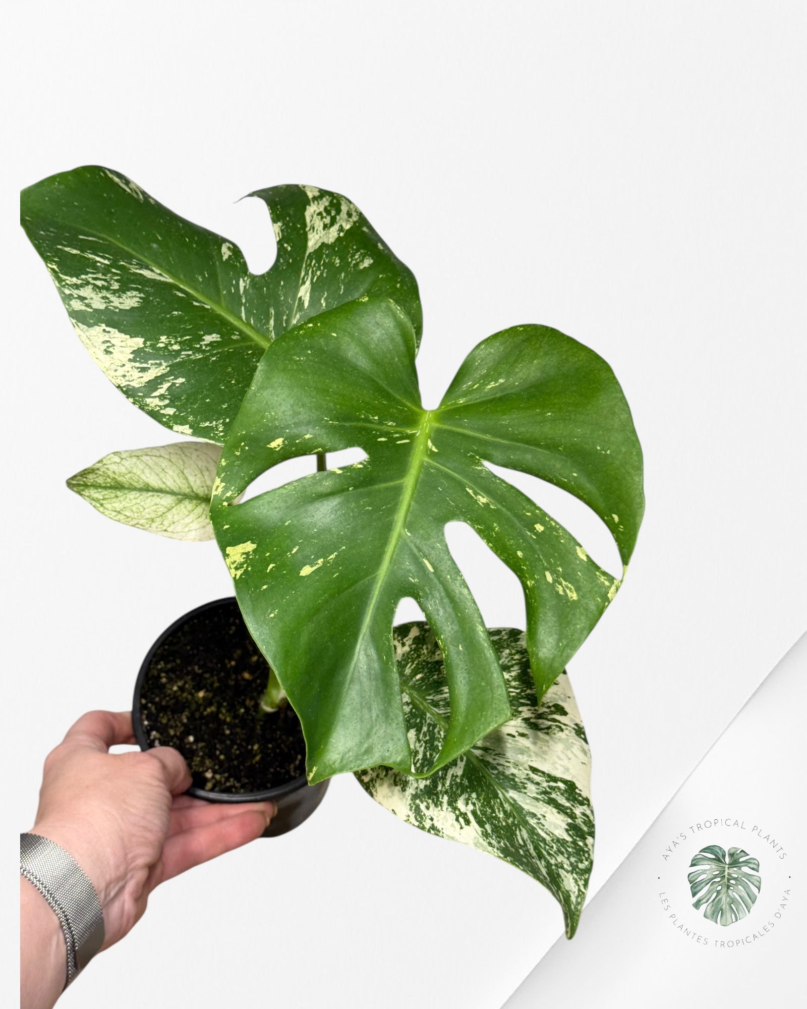 Monstera Menthe - SP15