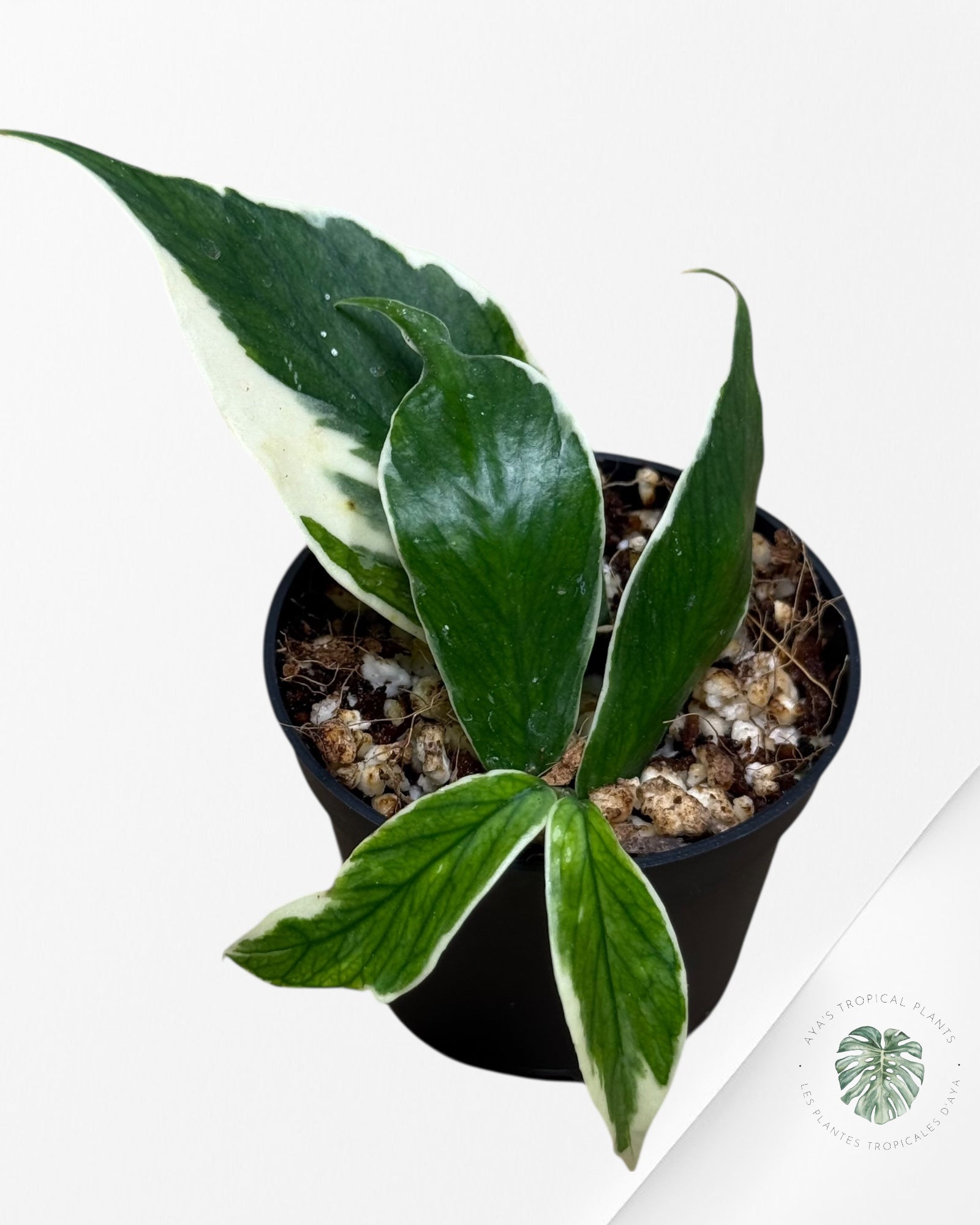 Hoya Polyneura Albo Variegated -700