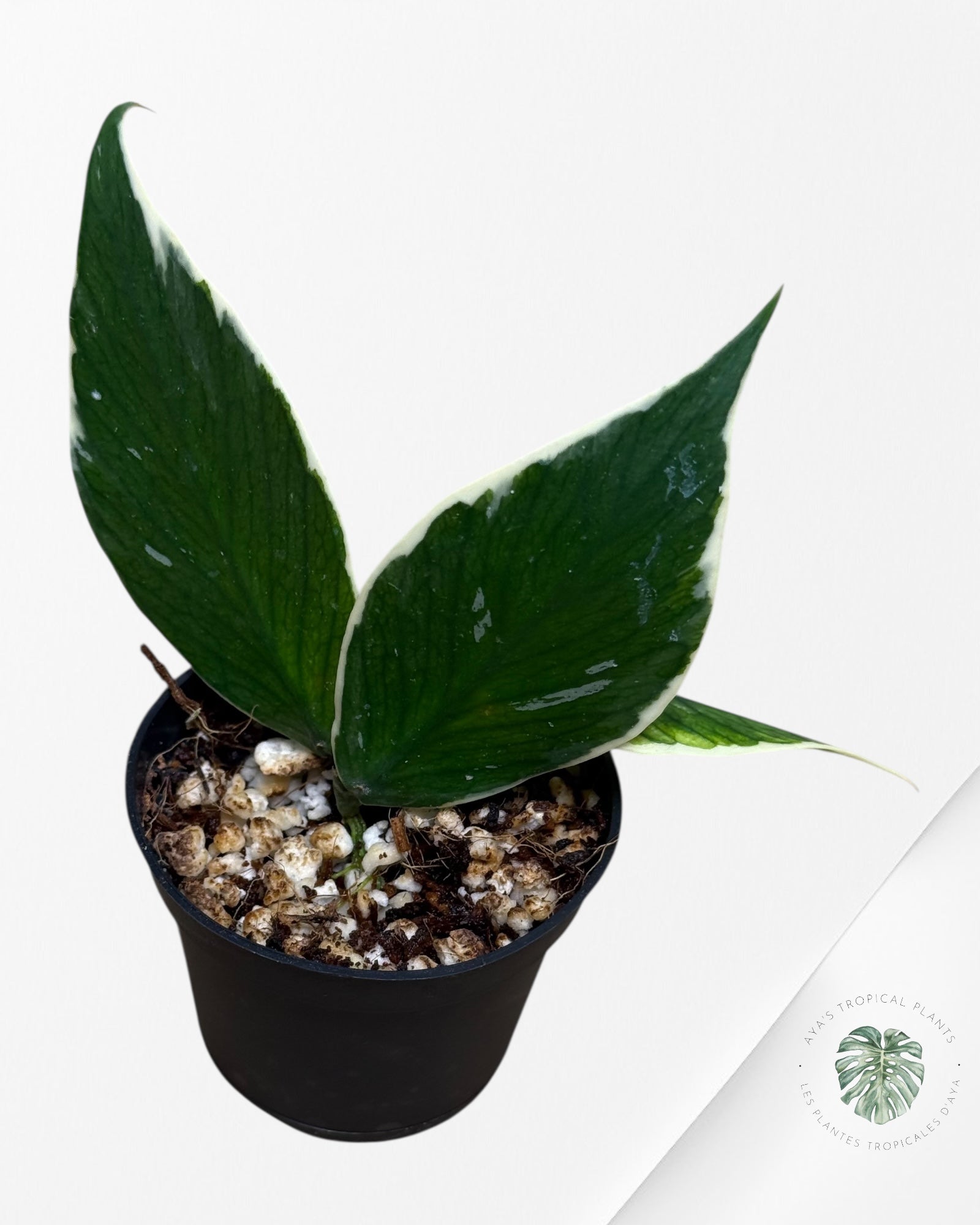 Hoya Polyneura Albo Variegated -600