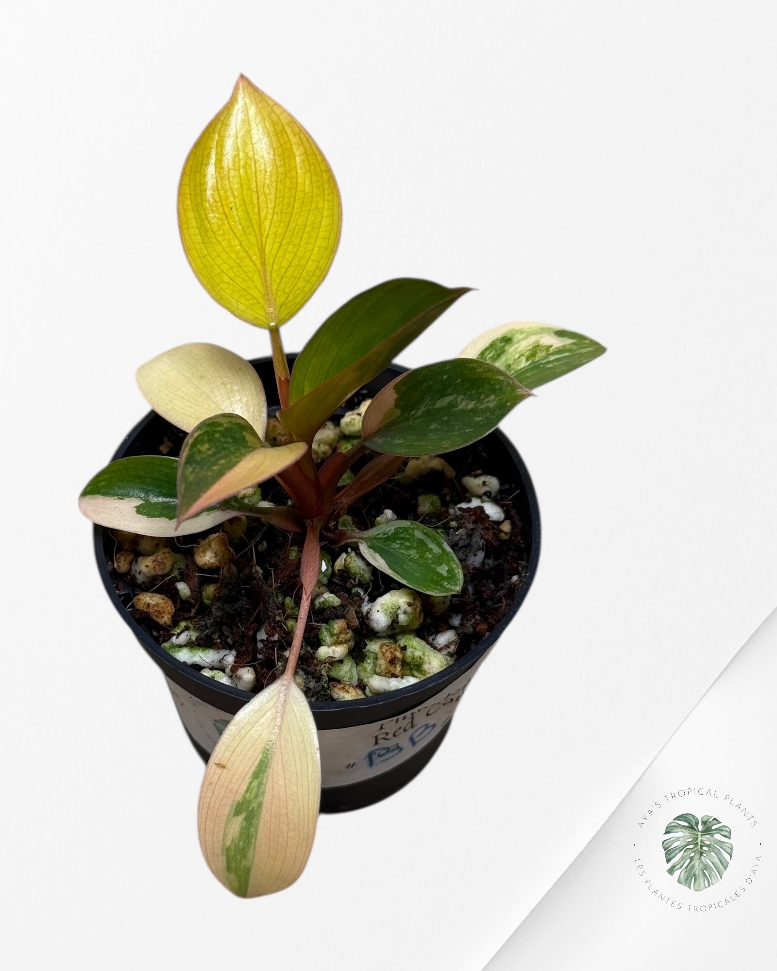 Philodendron Red Congo Variegata-BB