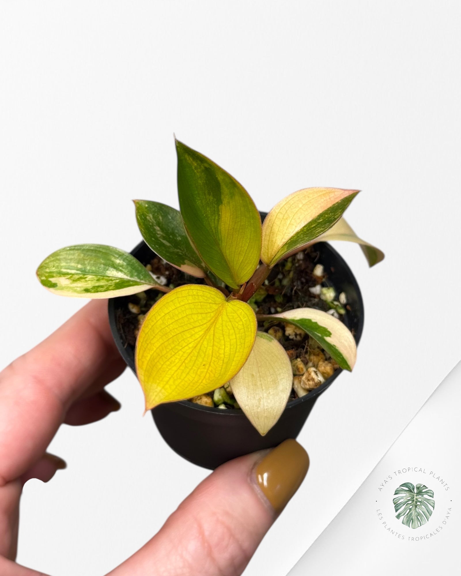 Philodendron Red Congo Variegata-BB