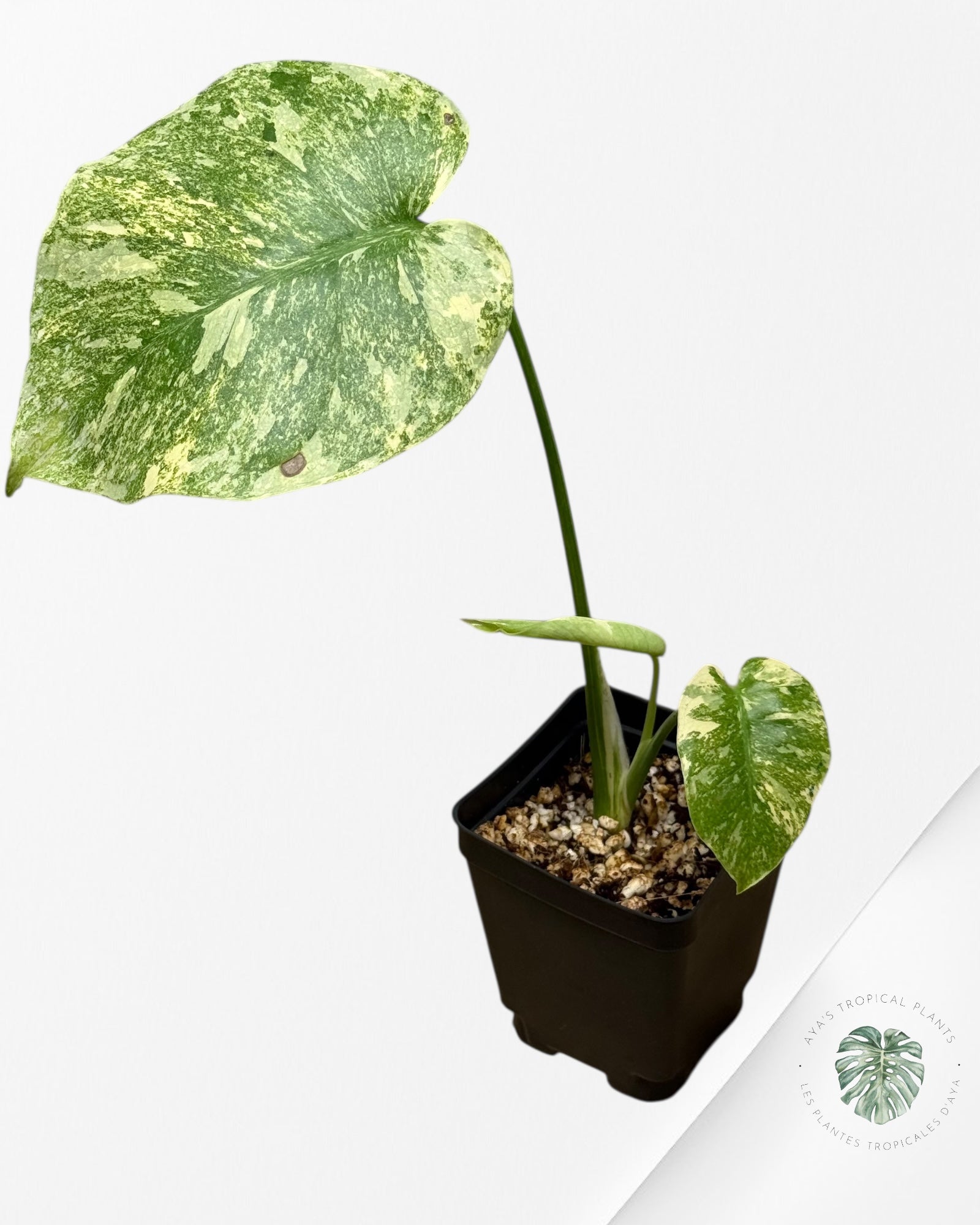 Monstera Legacy - 282