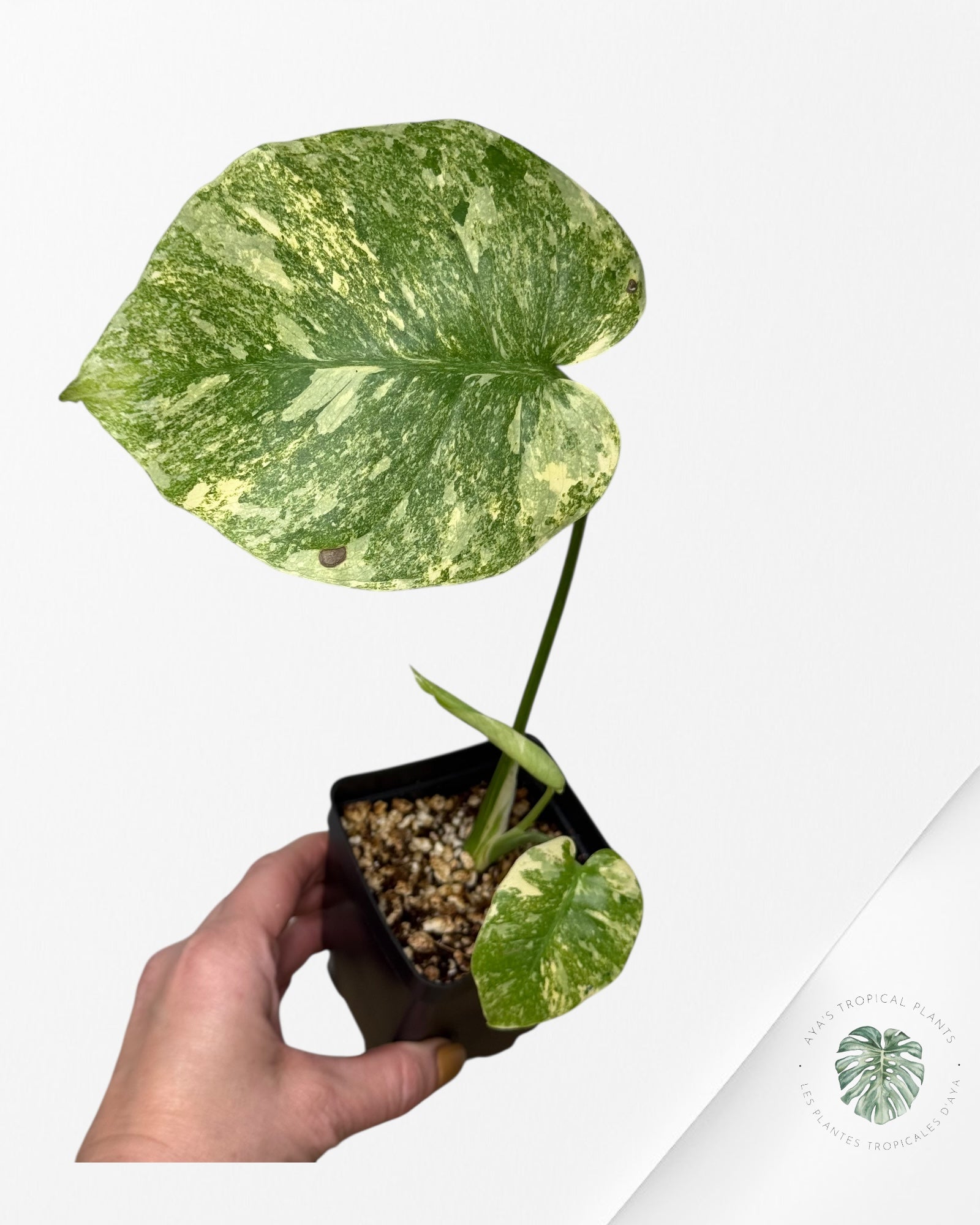 Monstera Legacy - 282