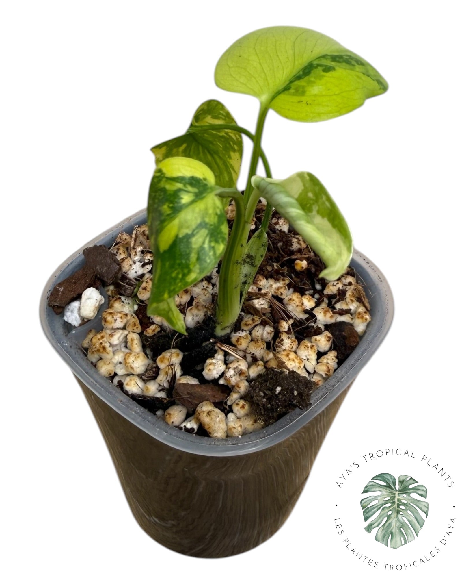 ROI des électrolytes pour Monstera Deliciosa