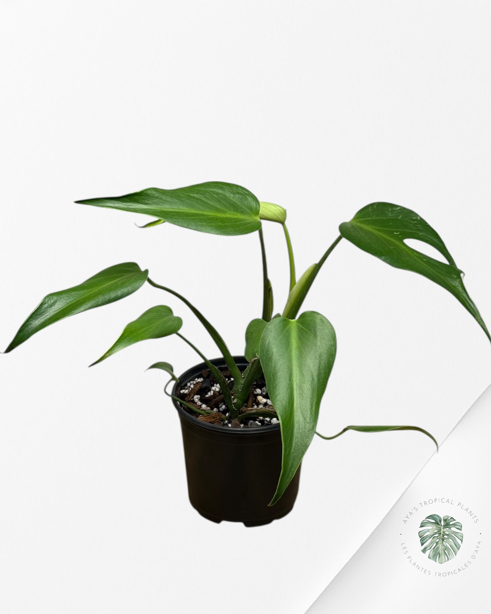 Flamme Monstera Burle Marx - 121