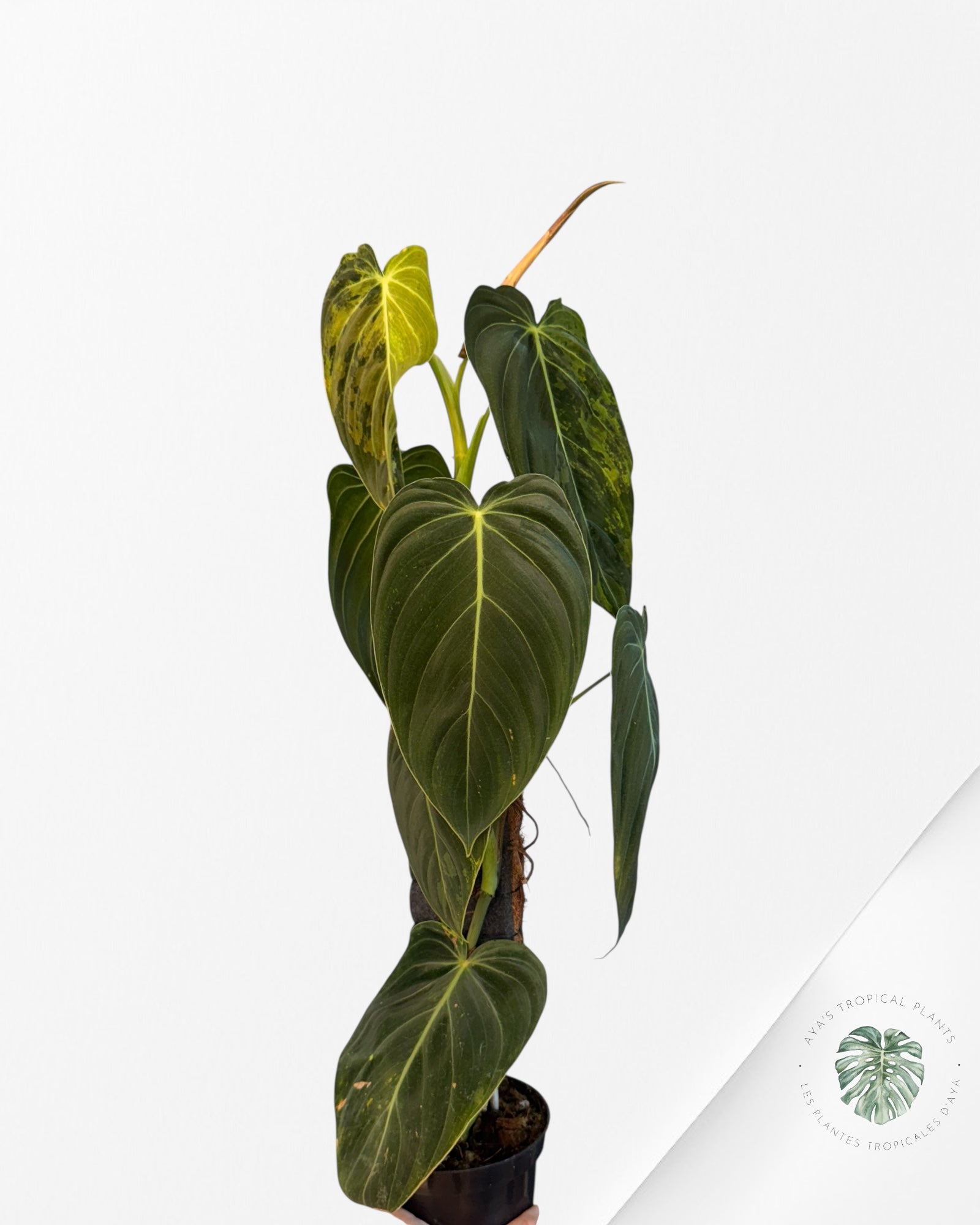 Philodendron melanocrysum panaché - XXL F3