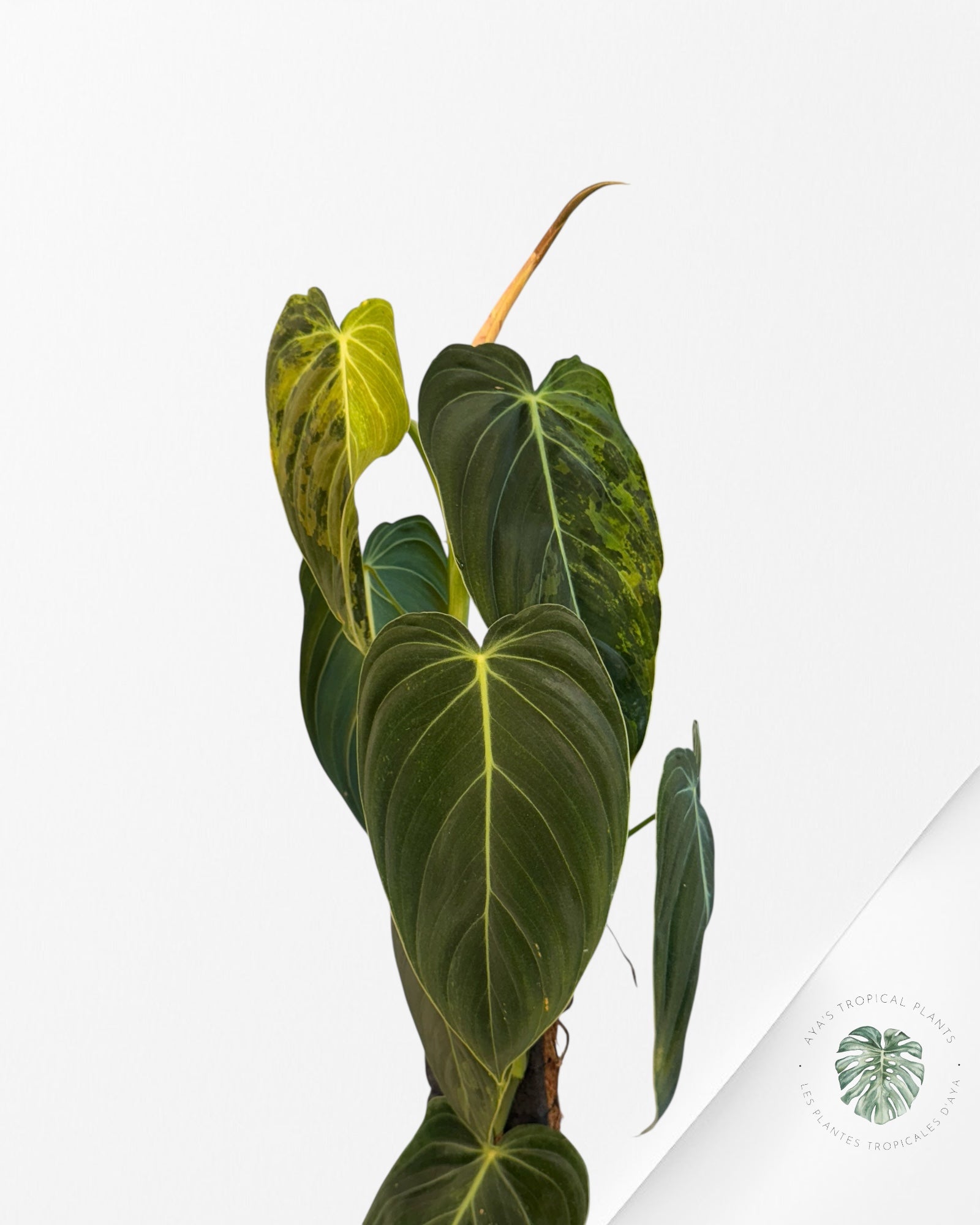 Philodendron melanocrysum panaché - XXL F3