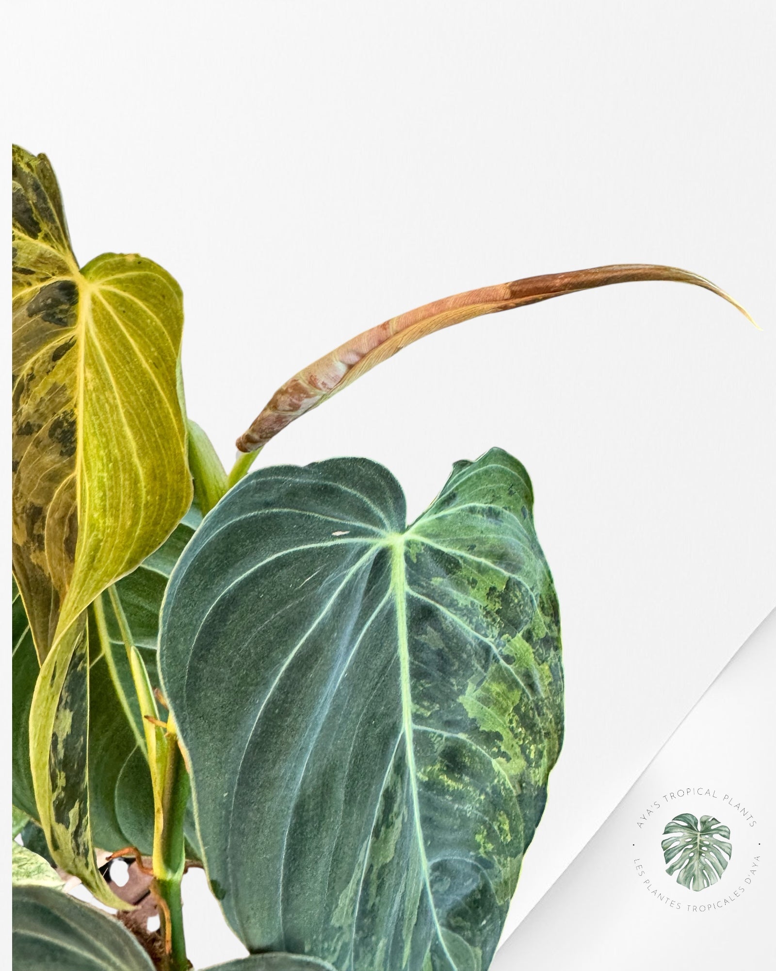 Philodendron melanocrysum panaché - XXL F3