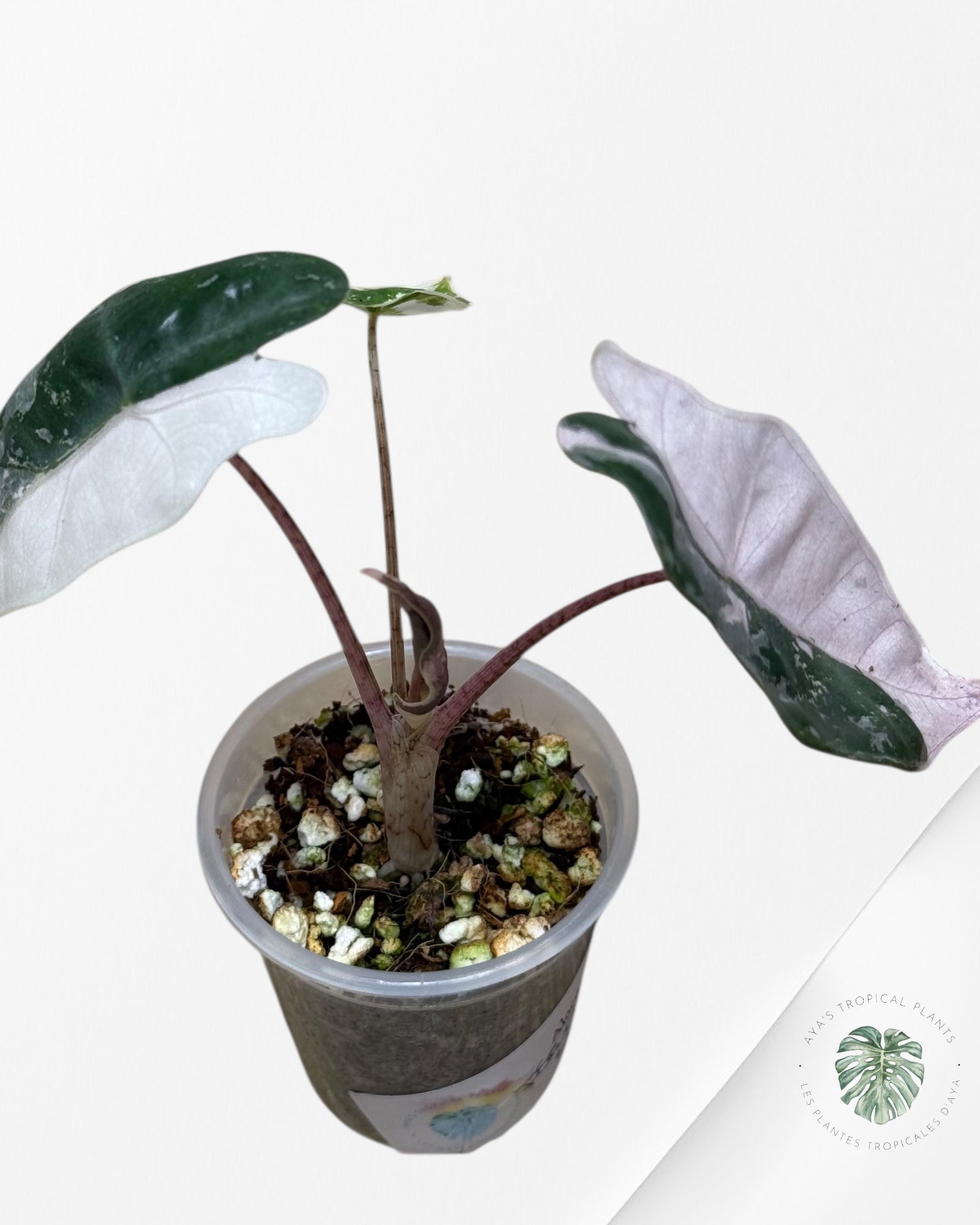 Alocasia Pseudo Sanderiana Albo/Rose - 49