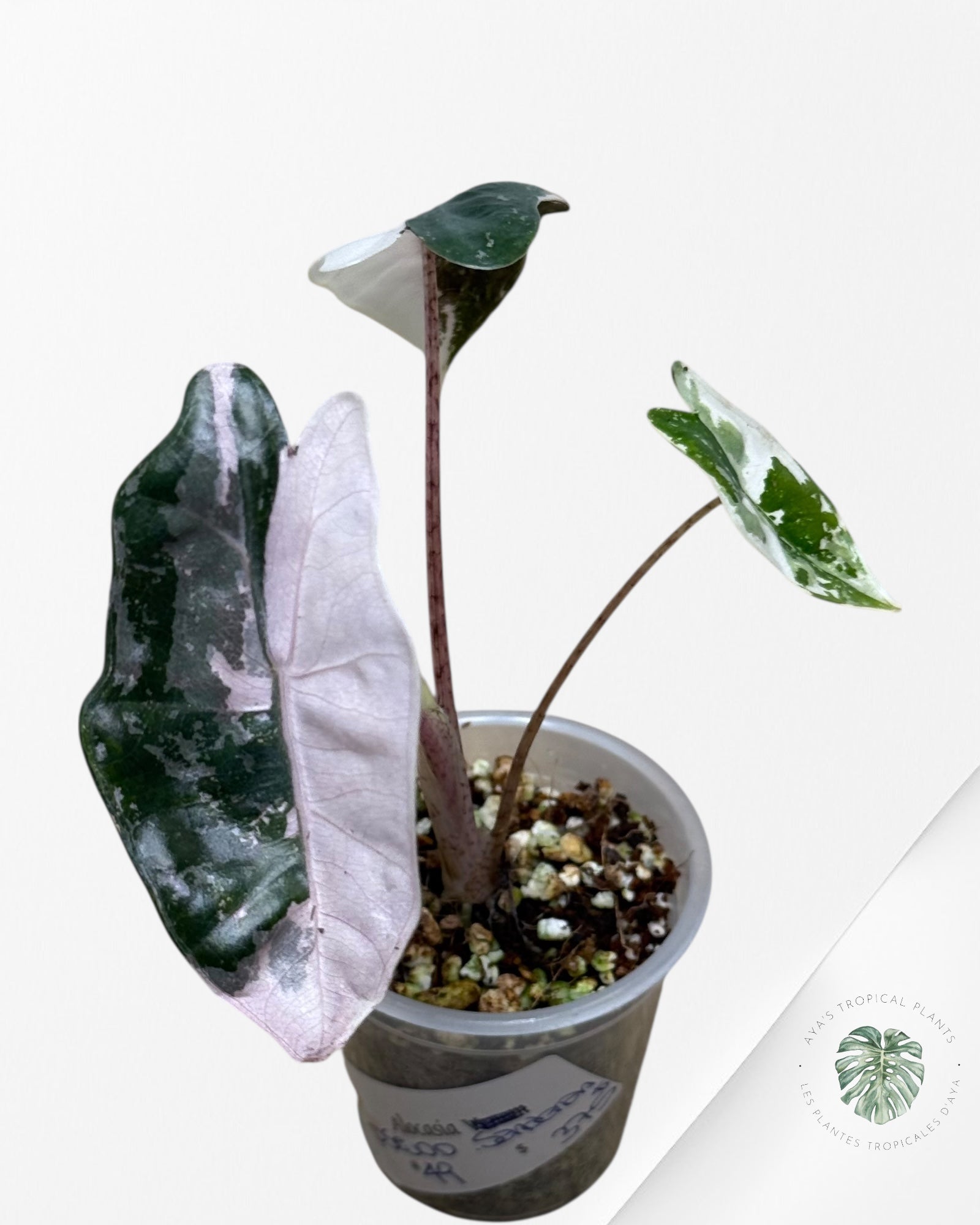 Alocasia Pseudo Sanderiana Albo/Rose - 49