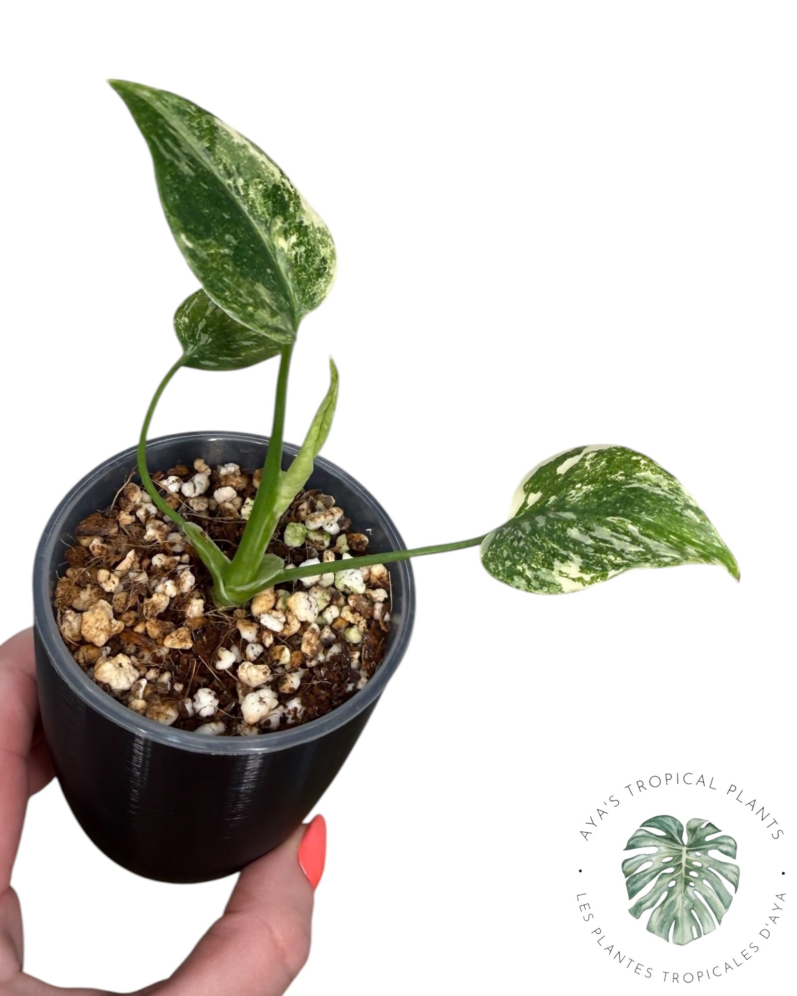 Monstera Thai Platinum