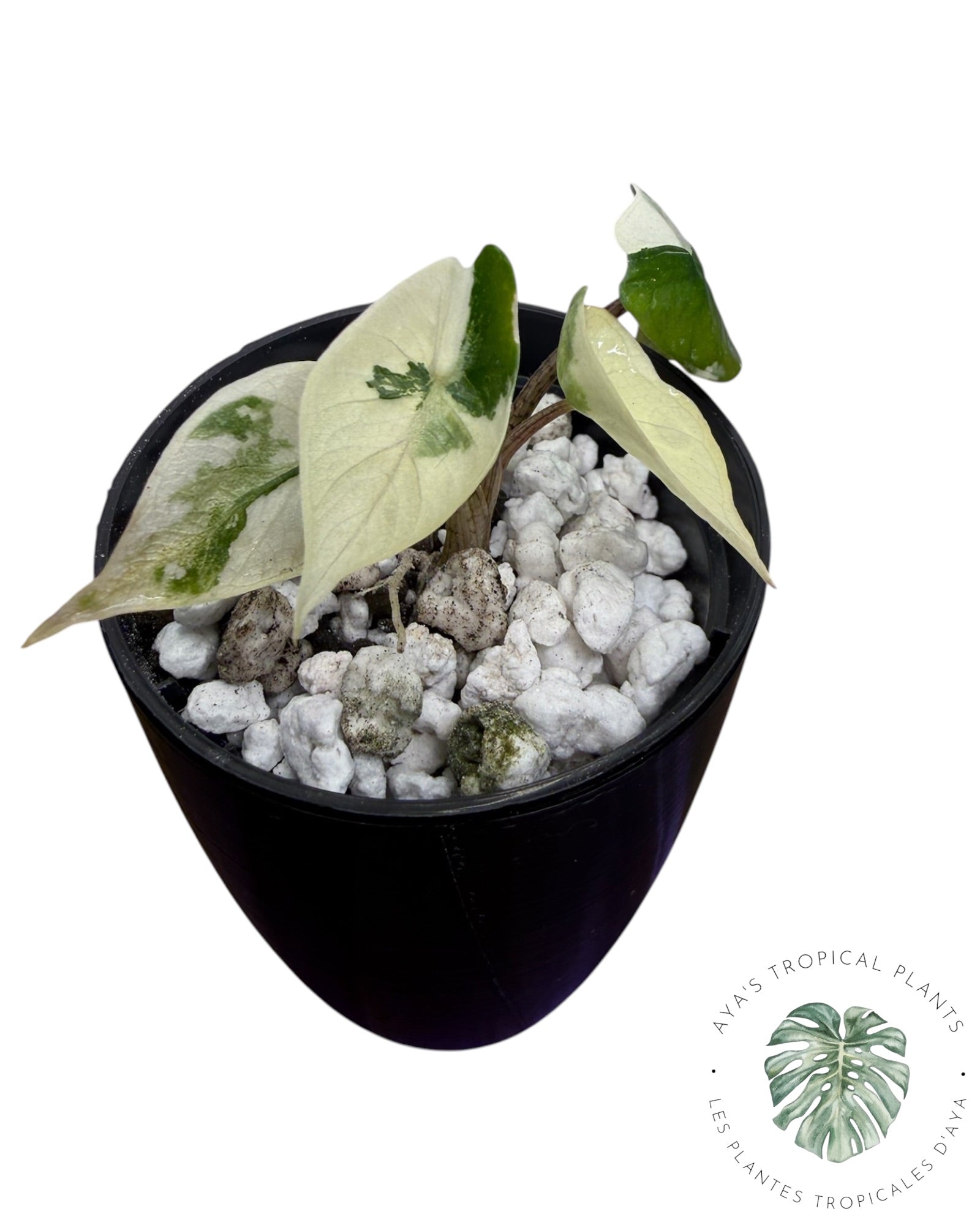 Alocasia Heterophylla Metallic Blue Albo