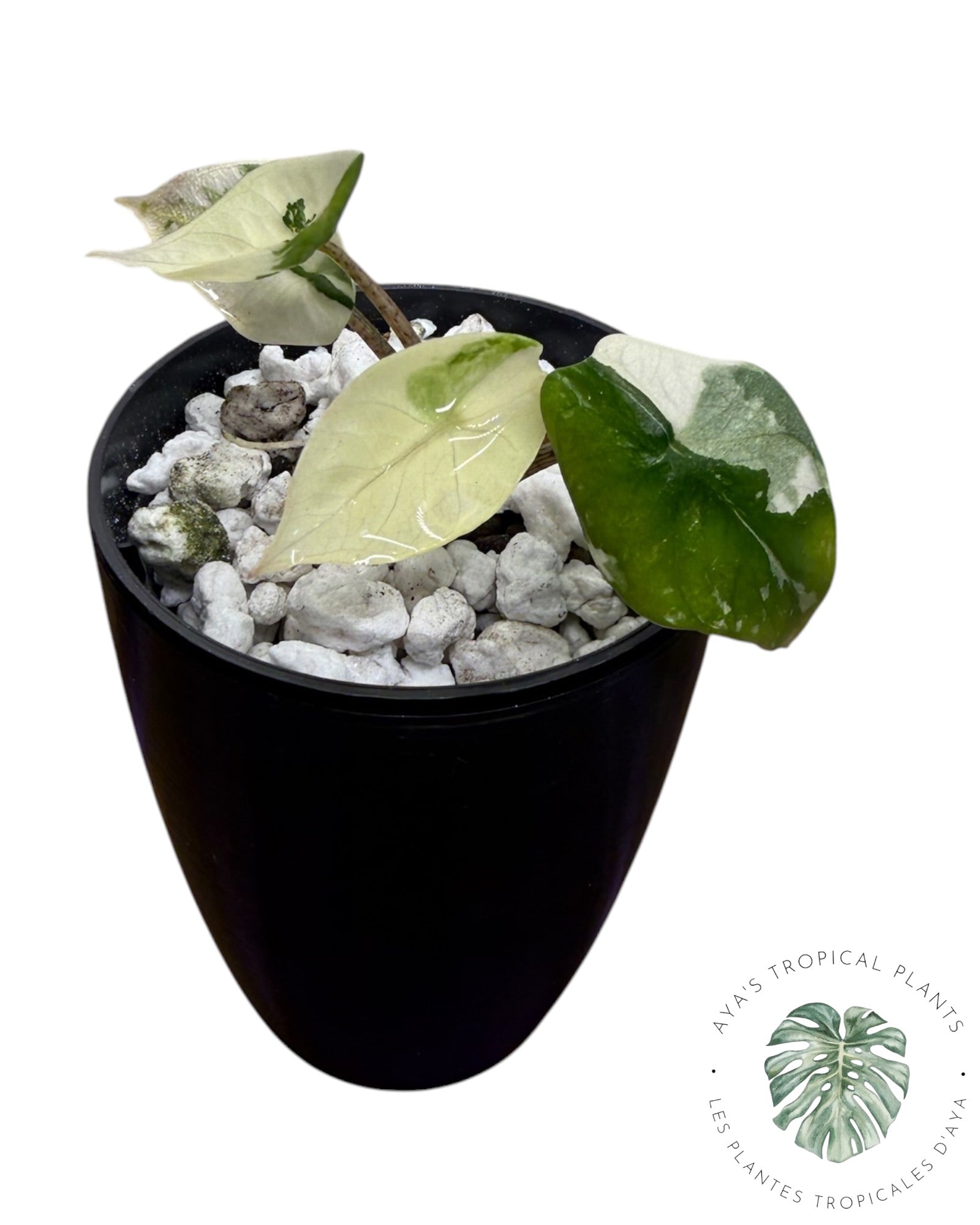 Alocasia Heterophylla Metallic Blue Albo