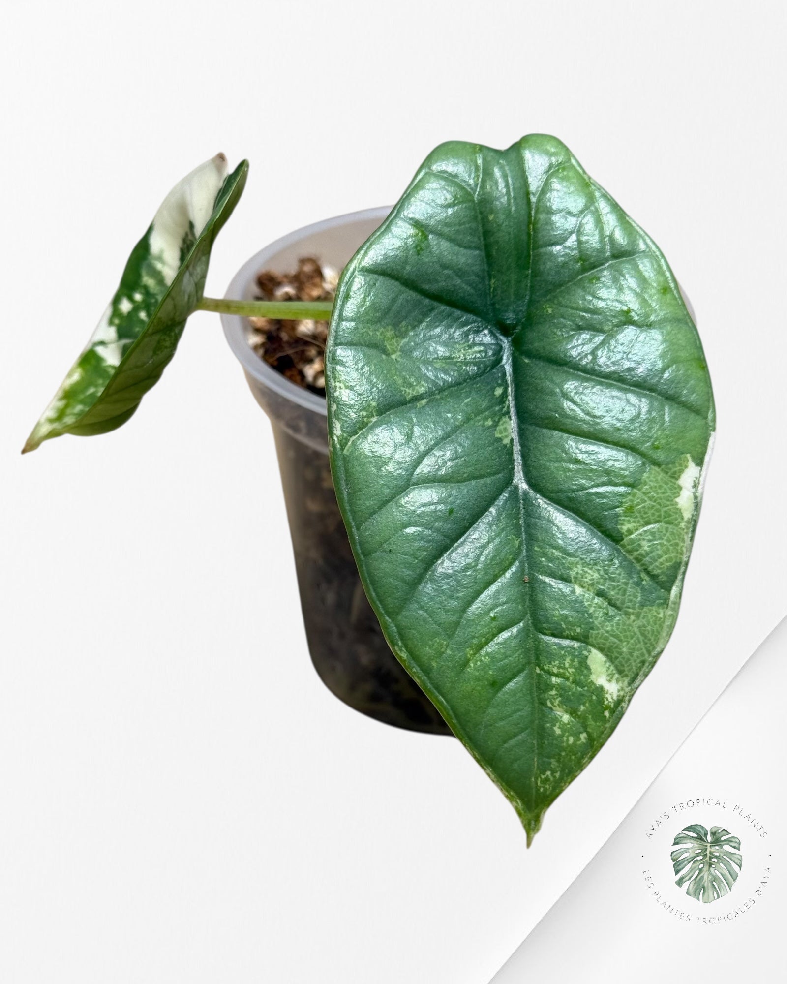 Alocasia Bisma sp. 'Platinum' Albo Variegated - 66