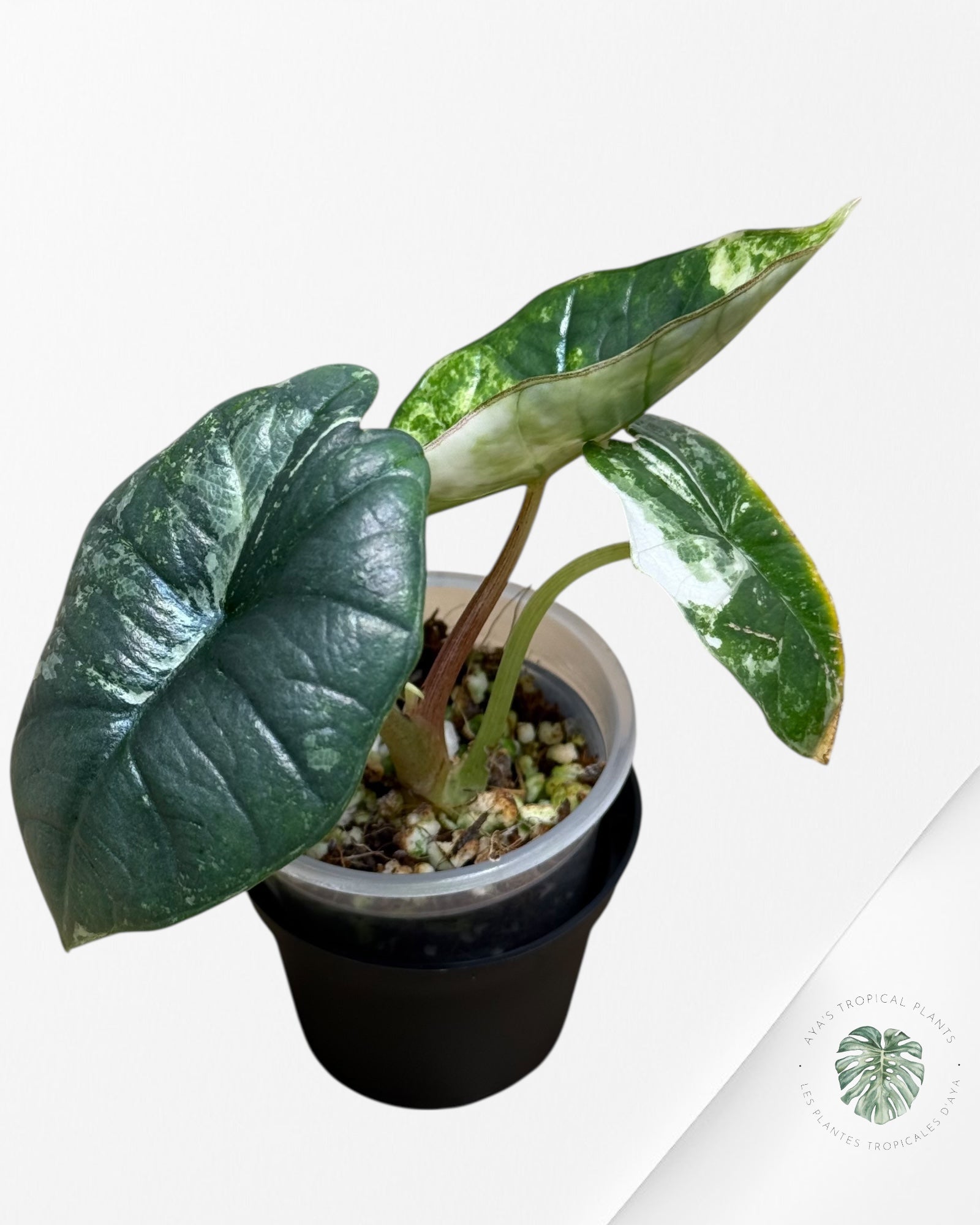 Alocasia Bisma sp. 'Platinum' Albo Variegated - 3040