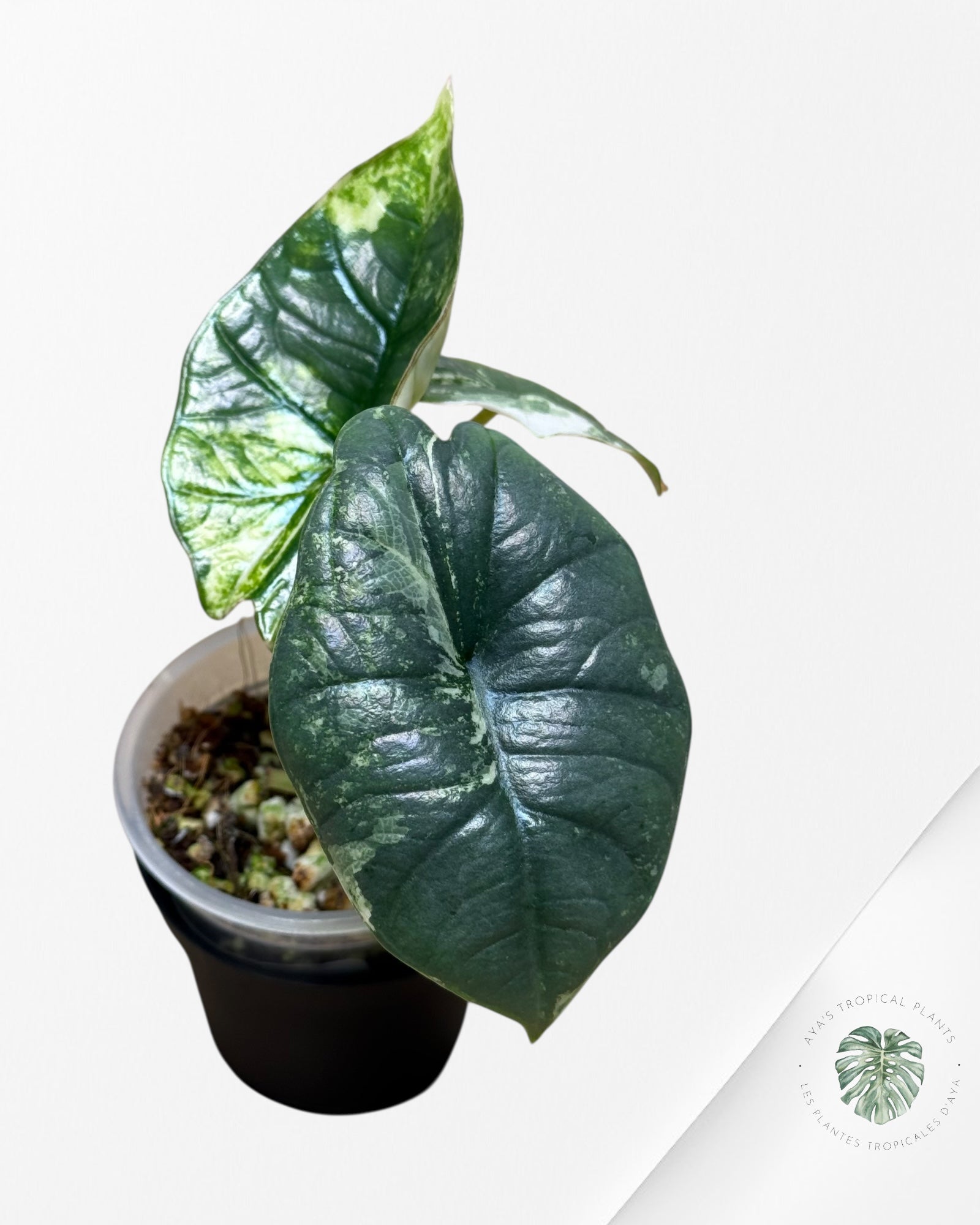 Alocasia Bisma sp. 'Platinum' Albo Variegated - 3040